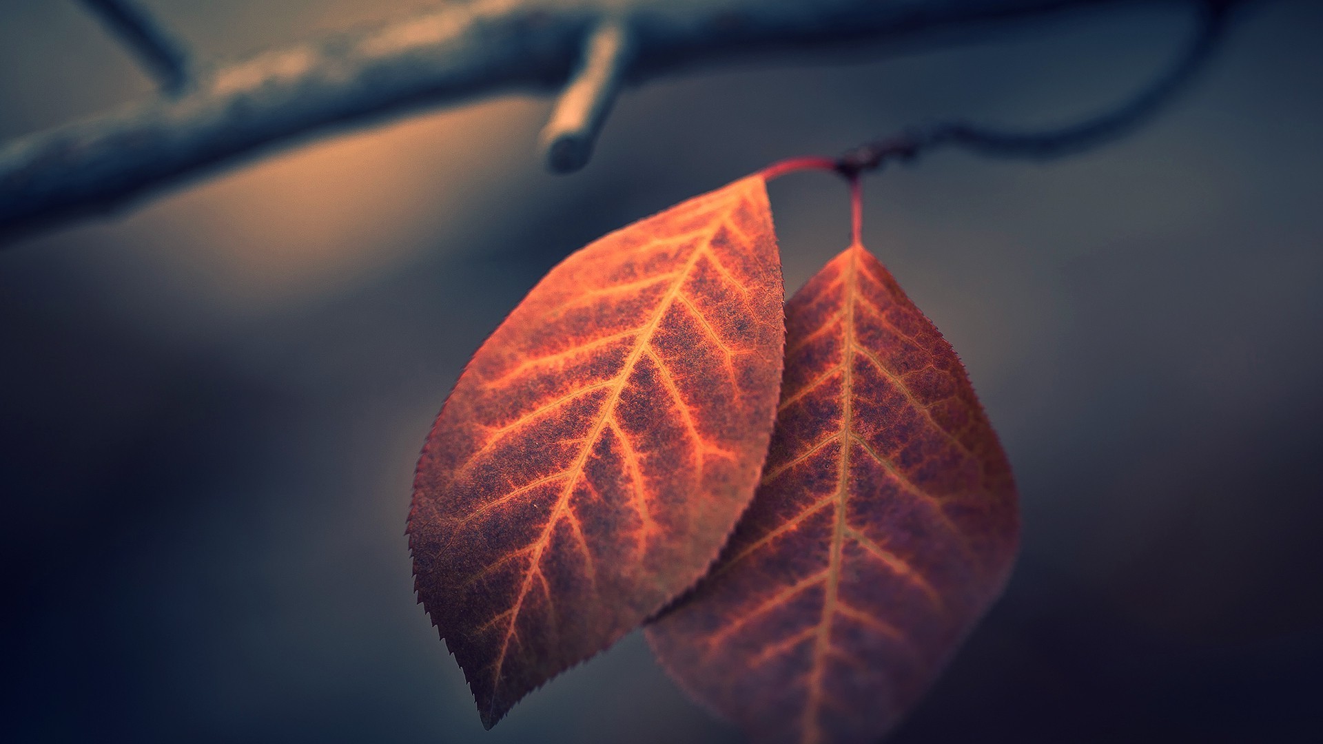 Leaves 2, HD Nature, 4k Wallpapers, Images, Backgrounds, Photos and