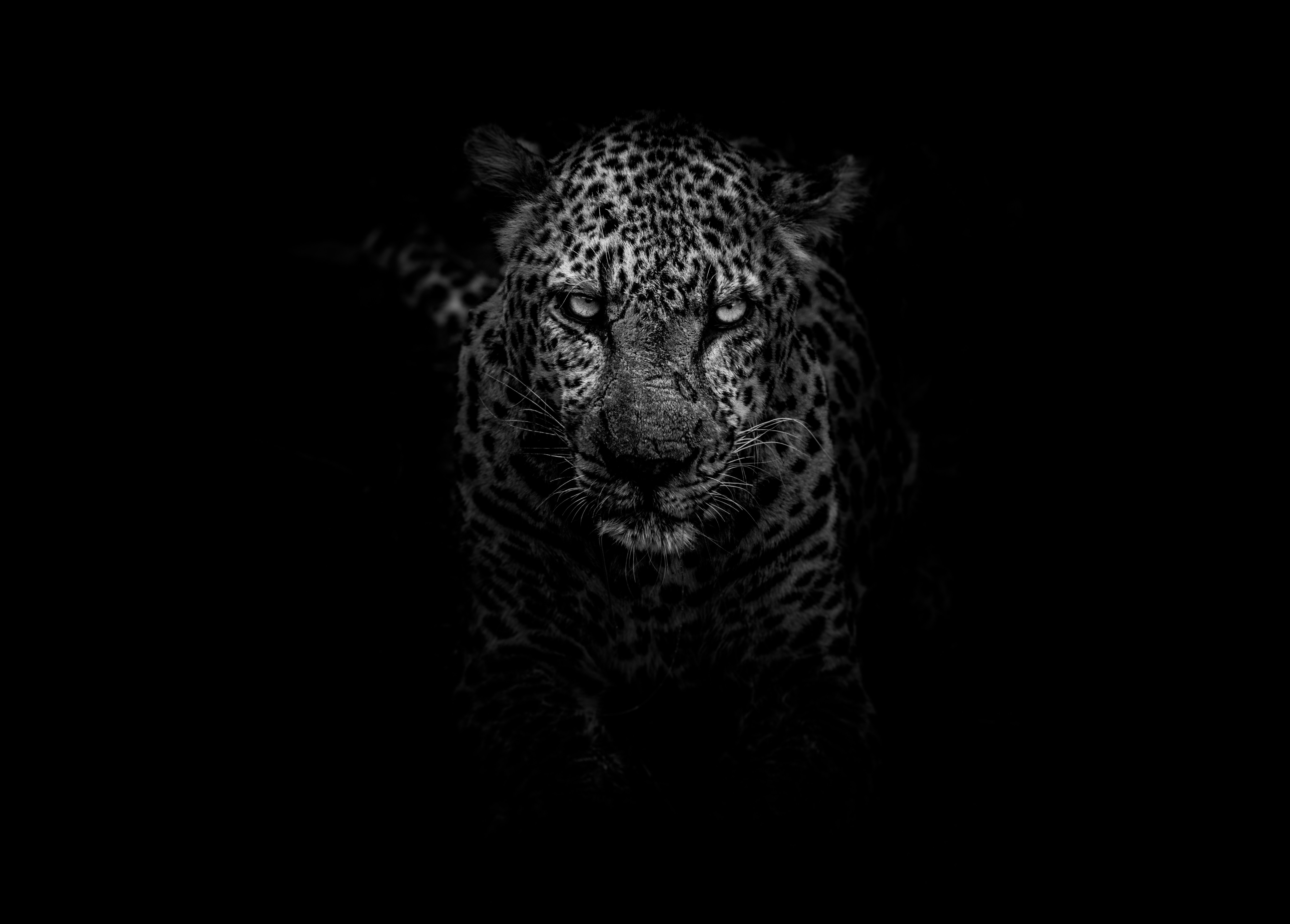Leopard Dark Monochrome 5k, HD Animals, 4k Wallpapers, Images, Backgrounds,  Photos and Pictures