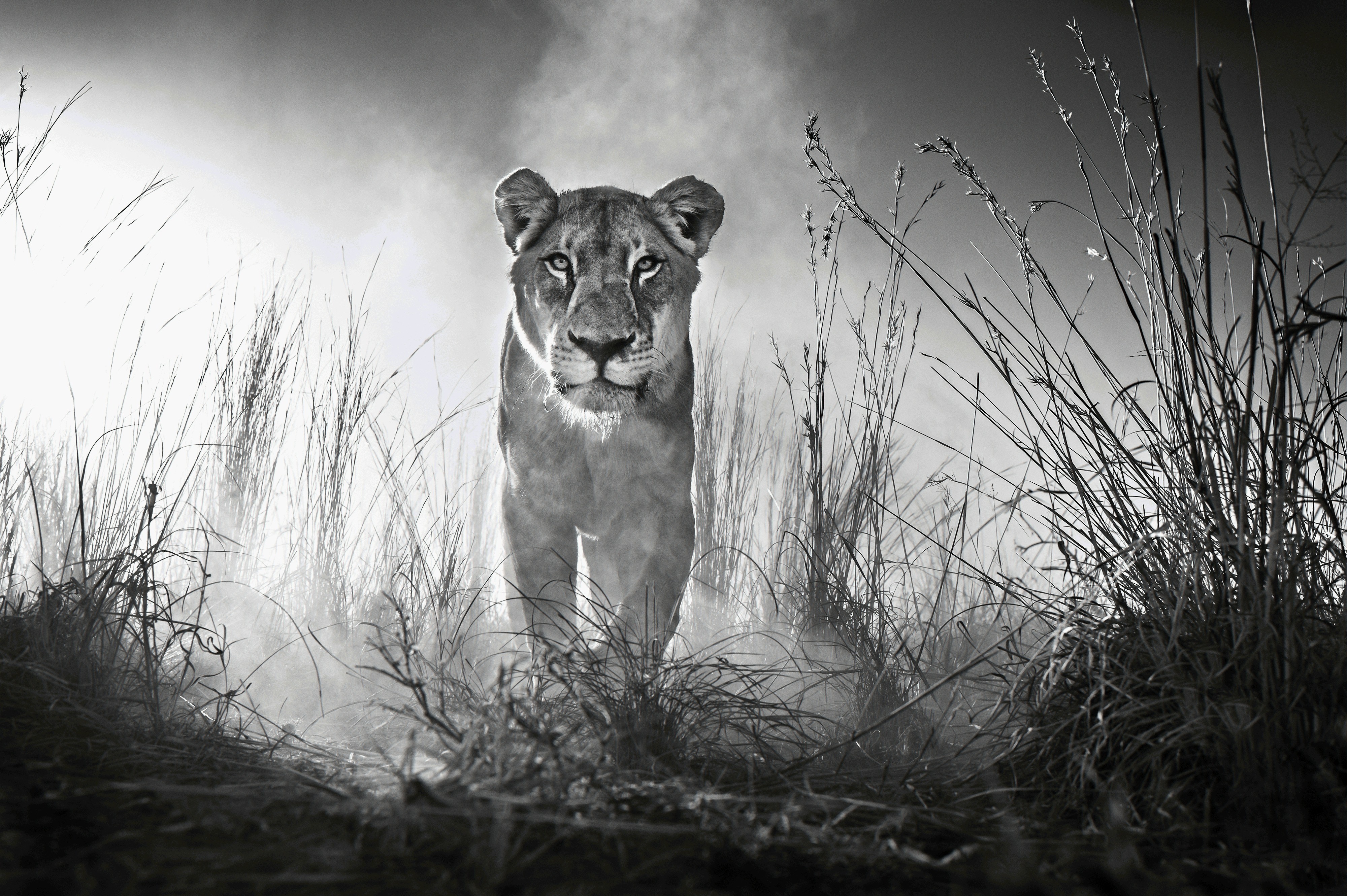 Black And White Lion Wallpaper 51 images