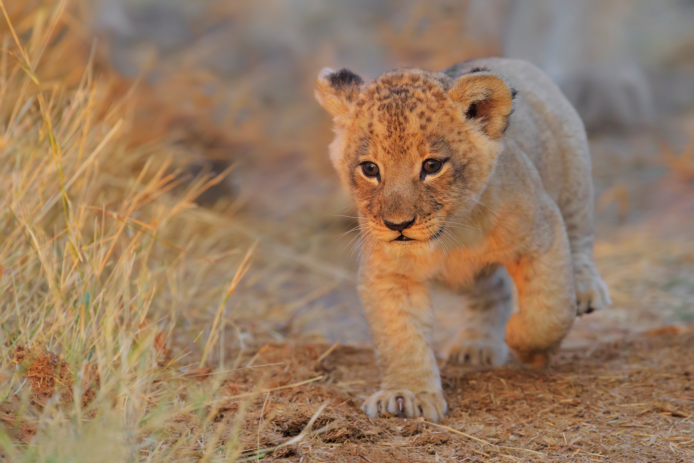 Lion Cub Walking, HD Animals, 4k Wallpapers, Images, Backgrounds, Photos  and Pictures