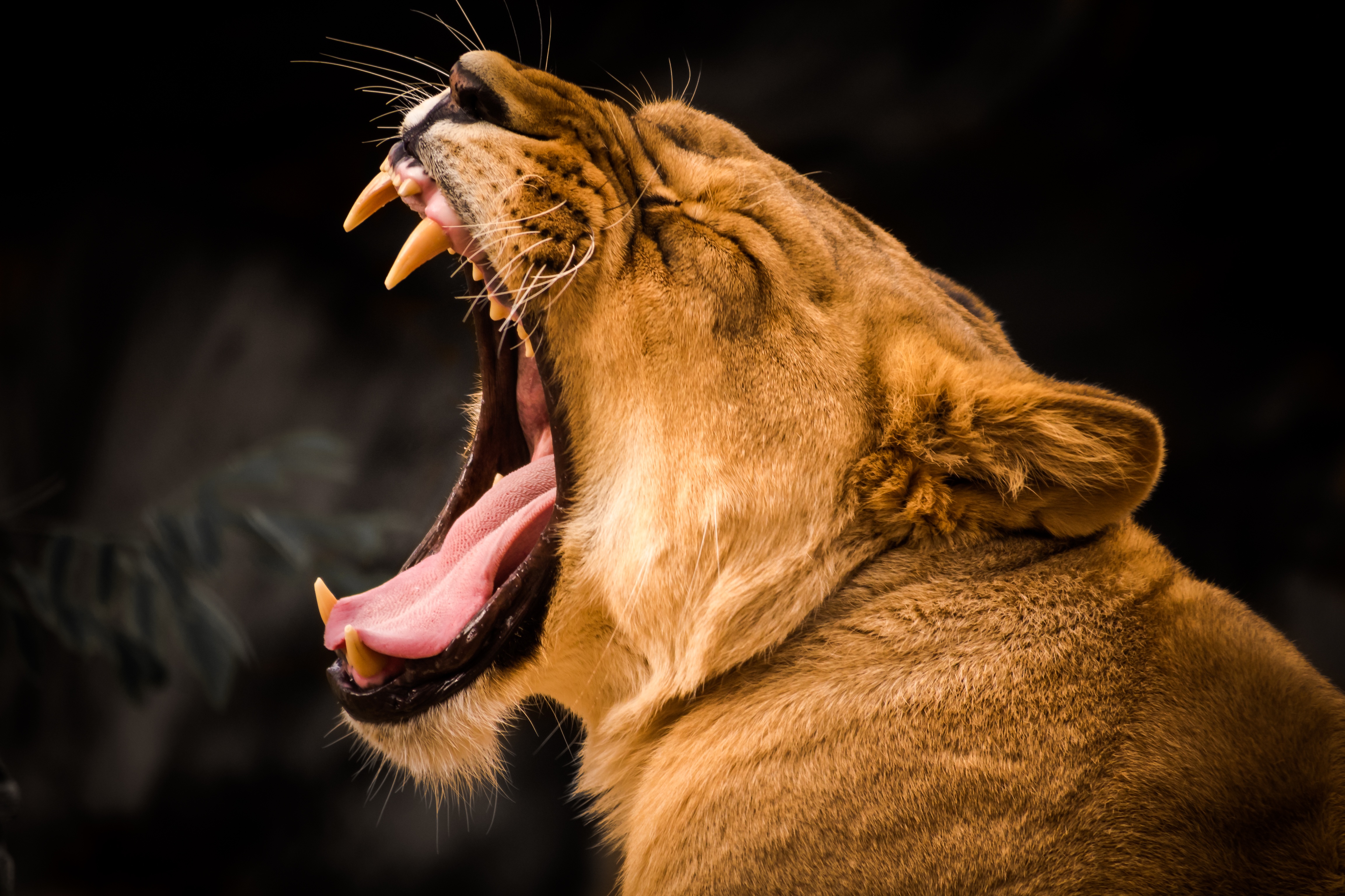 Лев открывает рот