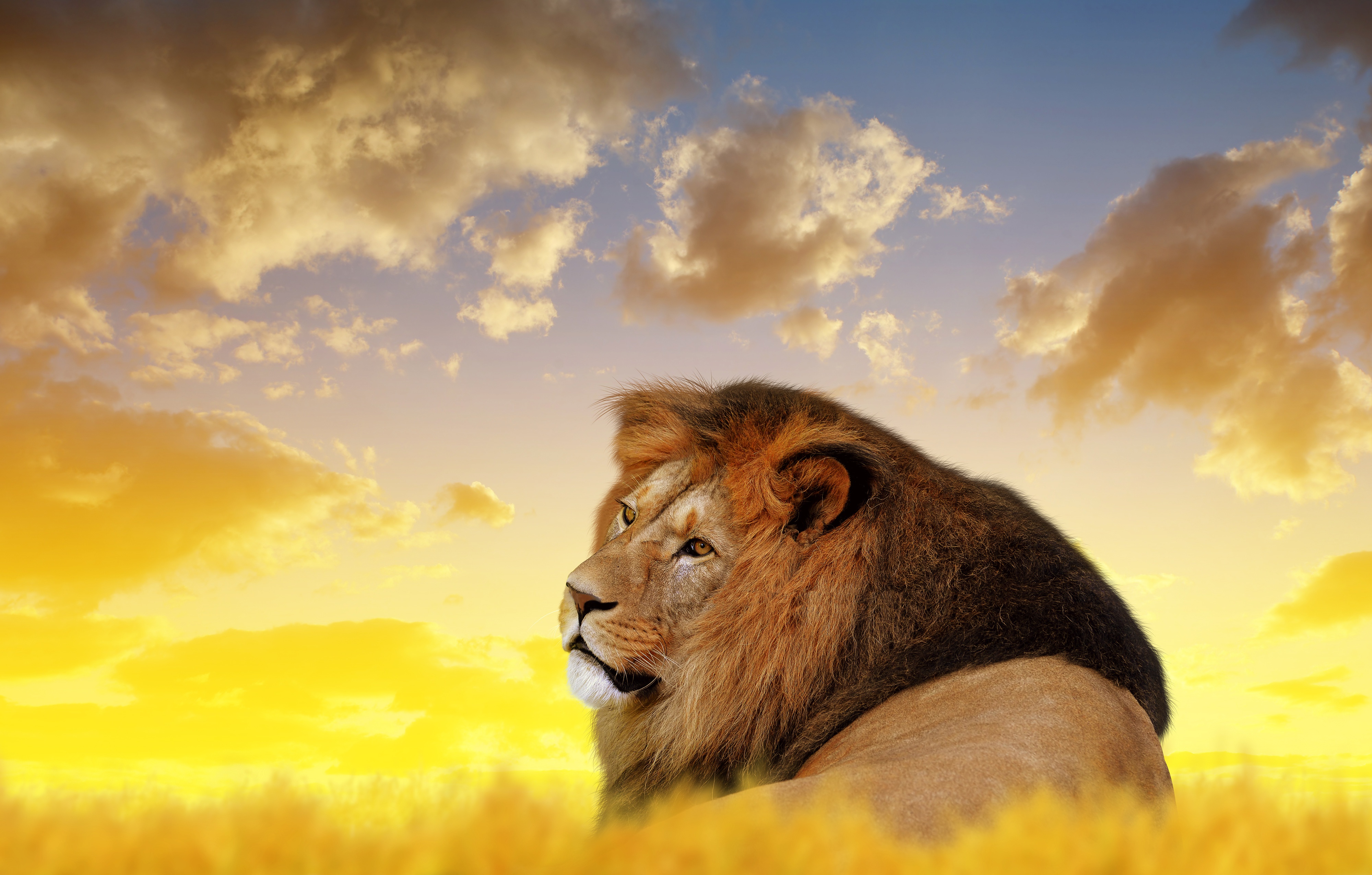 Wallpaper Hd Download For Android Mobile Of Lion