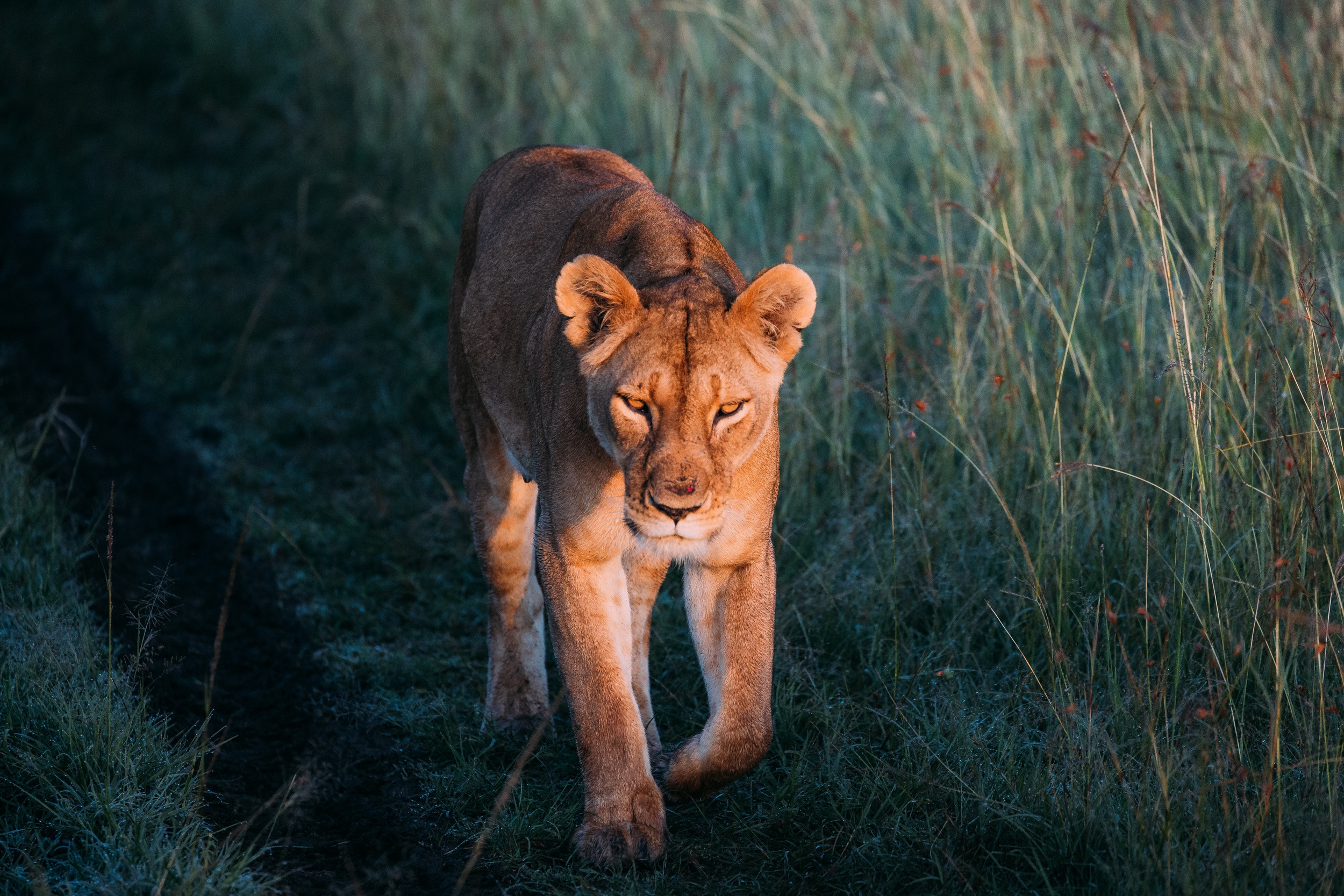 Lion Walking, HD Animals, 4k Wallpapers, Images, Backgrounds, Photos and  Pictures