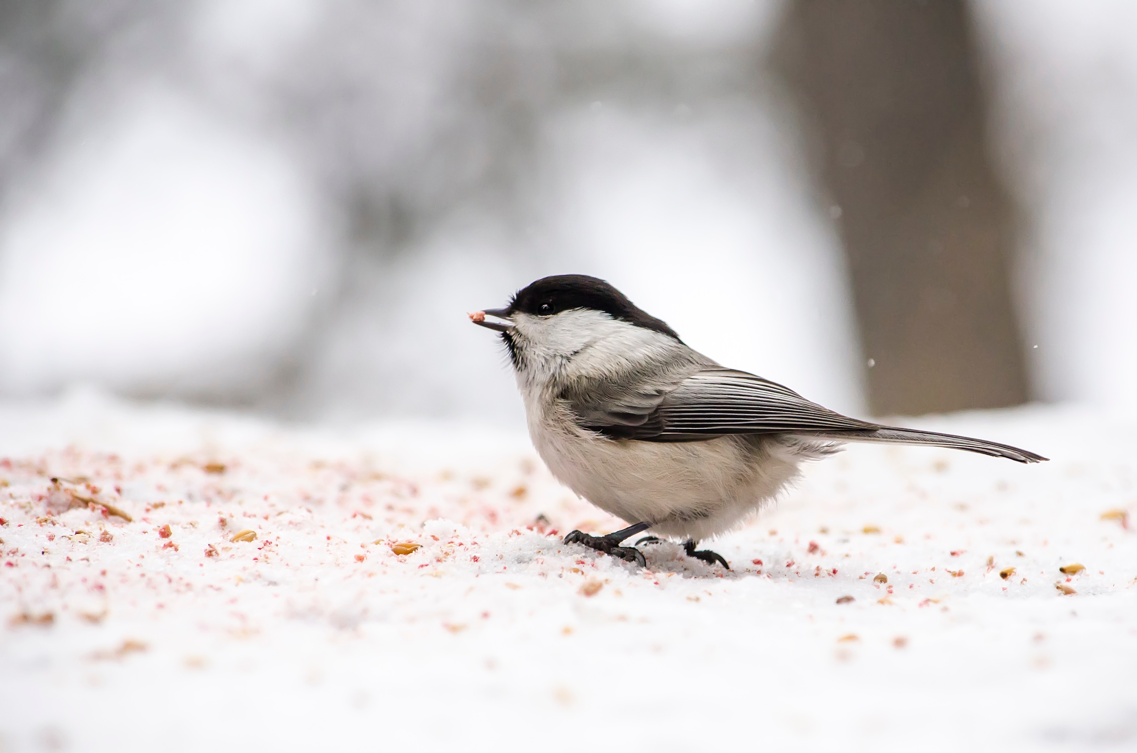 Little Bird In Forest Winter, HD Birds, 4k Wallpapers, Images