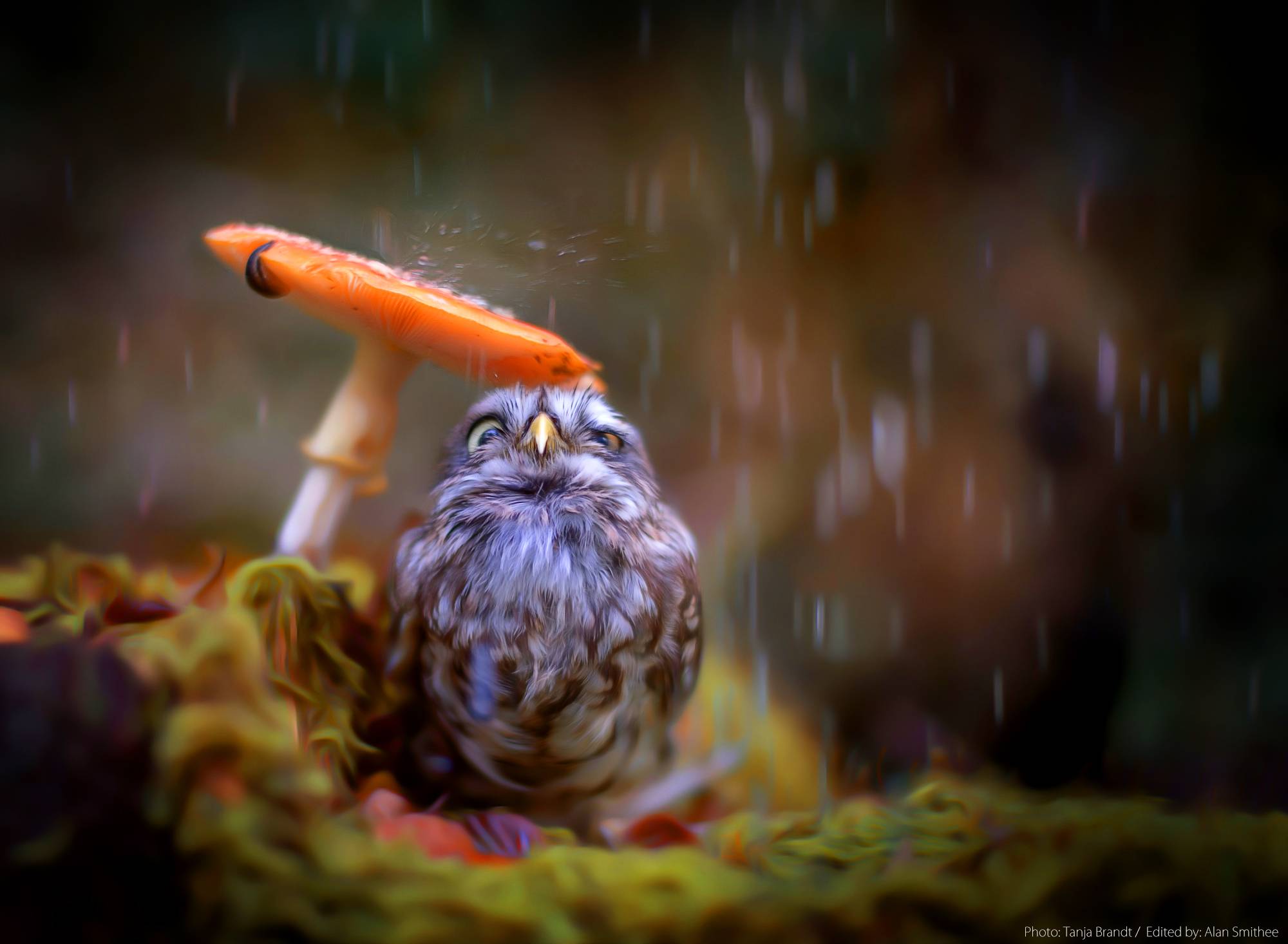 Little Cute Owl, HD Birds, 4k Wallpapers, Images, Backgrounds, Photos