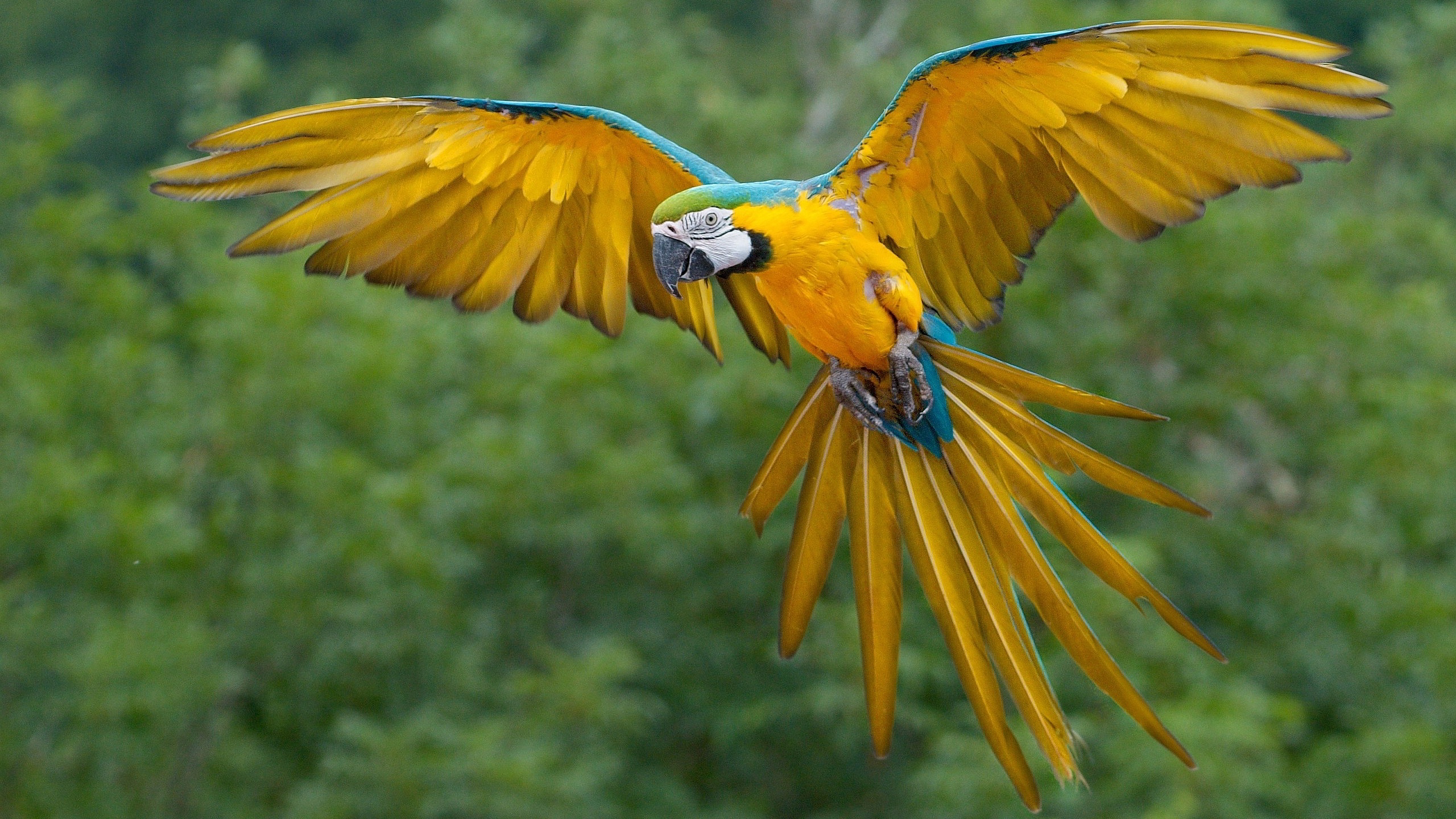 Macaw Parrot, HD Birds, 4k Wallpapers, Images, Backgrounds, Photos and  Pictures