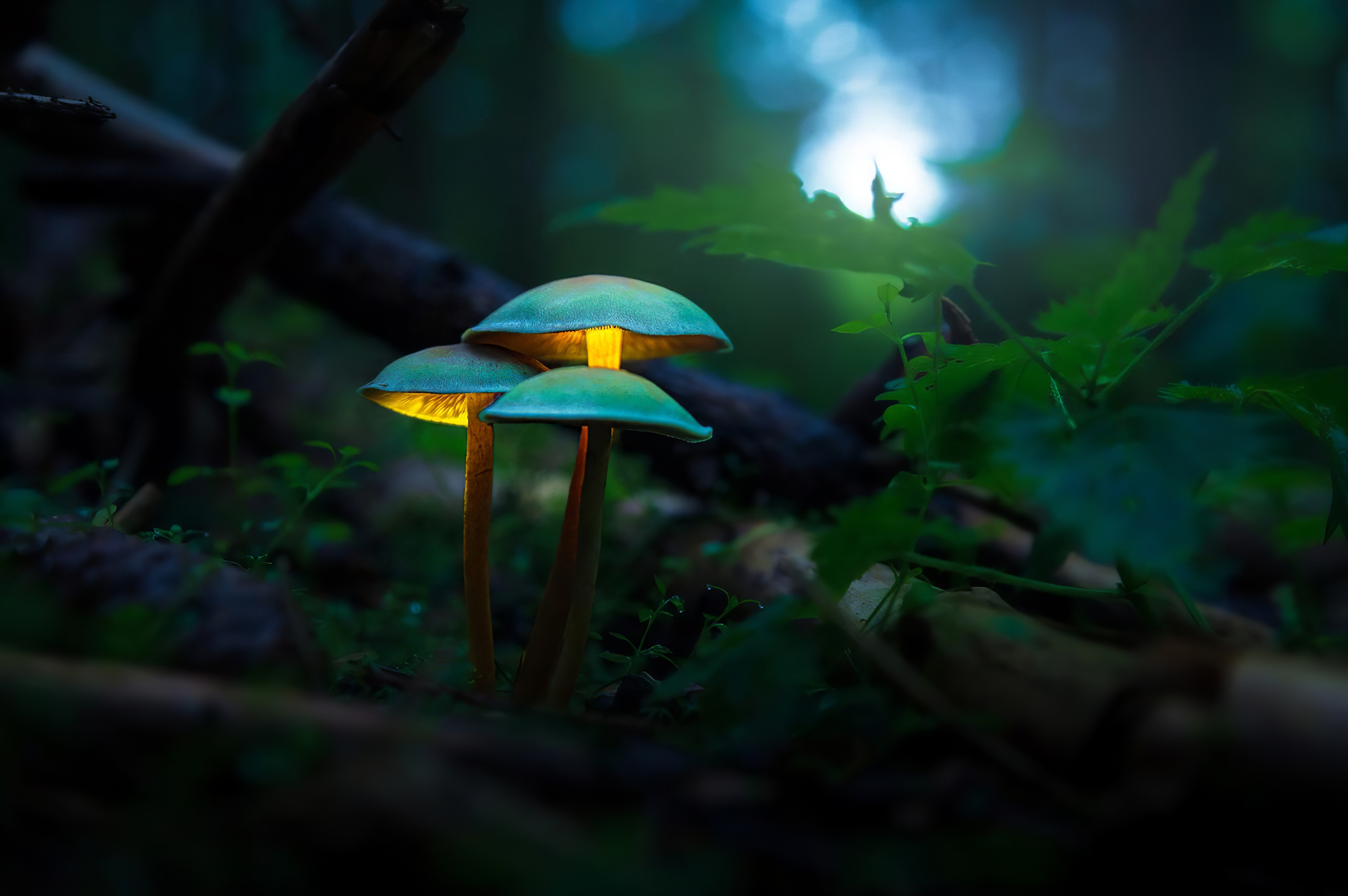 Mushroom Plants Glowing 4k, HD Artist, 4k Wallpapers, Images, Backgrounds,  Photos and Pictures