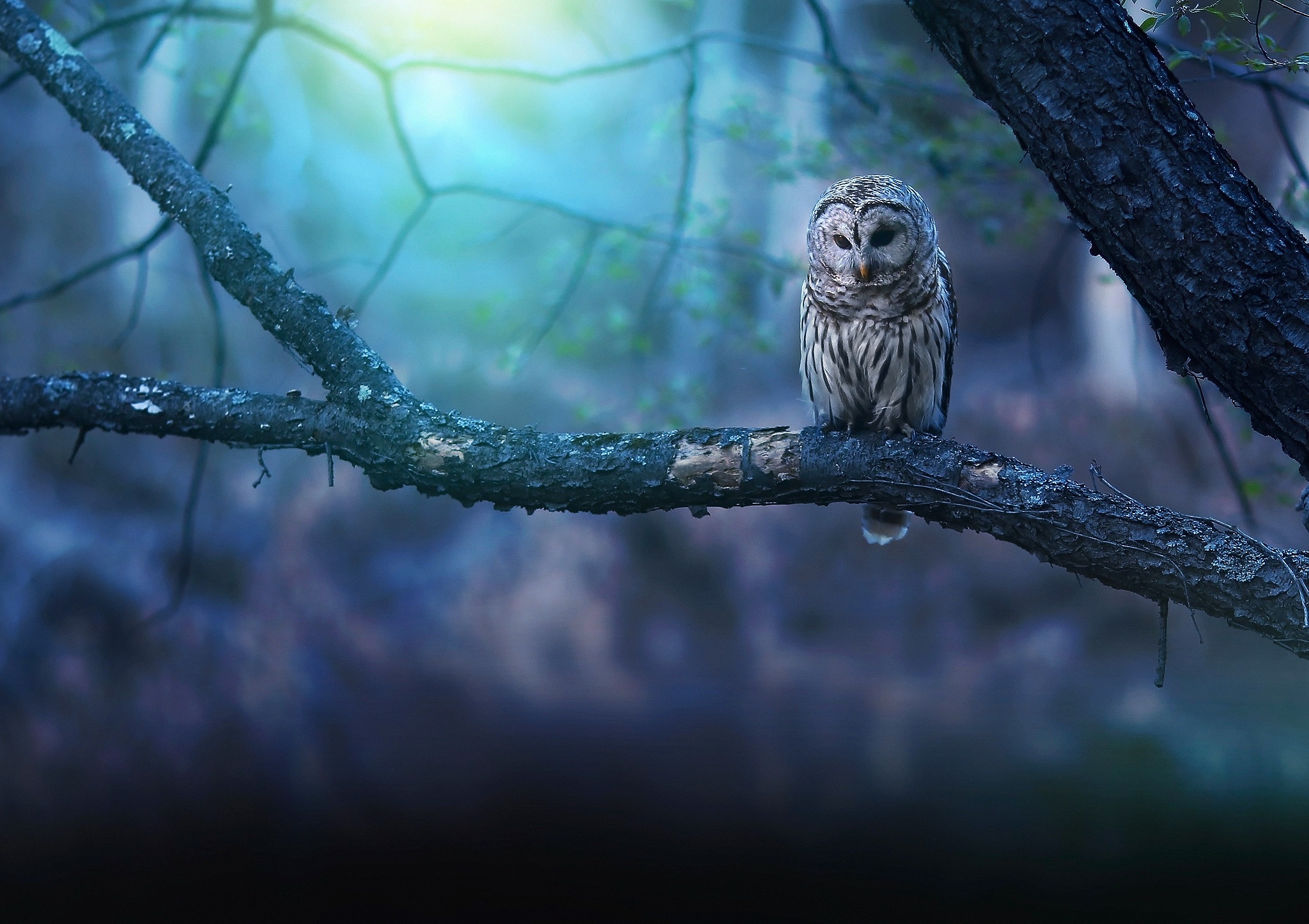 Owl Wallpapers Hd Desktop And Mobile Backgrounds | My XXX Hot Girl
