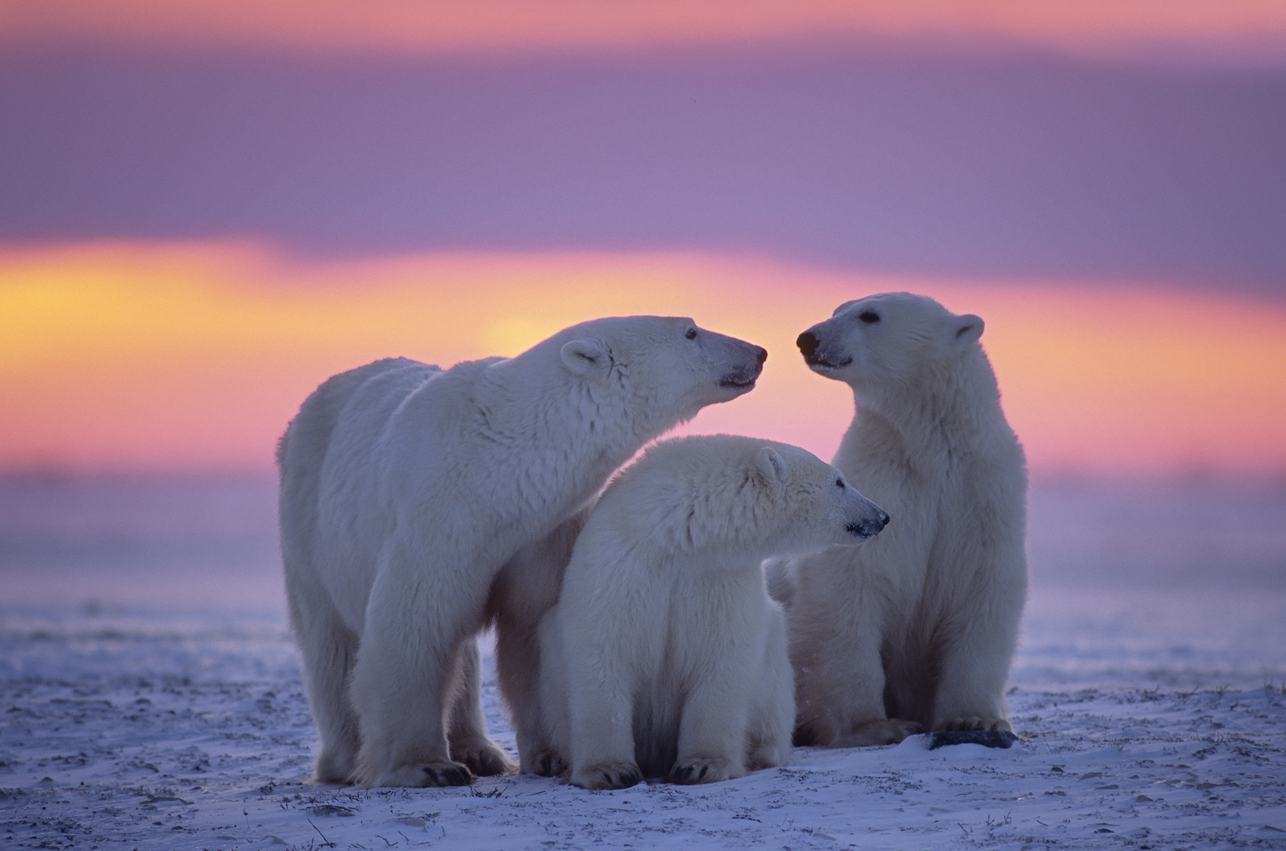 Polar Bear Family, HD Animals, 4k Wallpapers, Images, Backgrounds, Photos  and Pictures