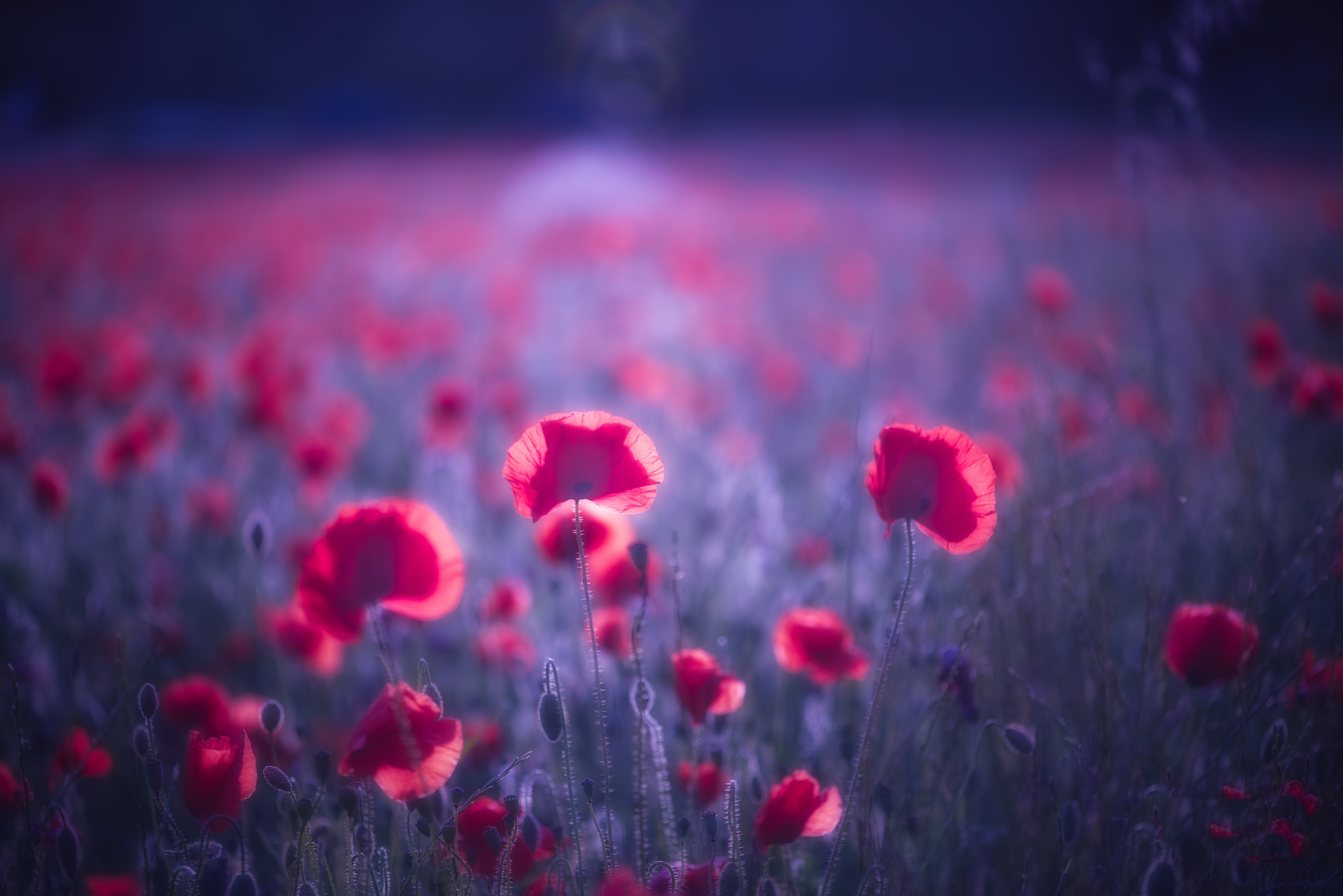 Poppy Flowers 8k, HD Flowers, 4k Wallpapers, Images, Backgrounds, Photos  and Pictures