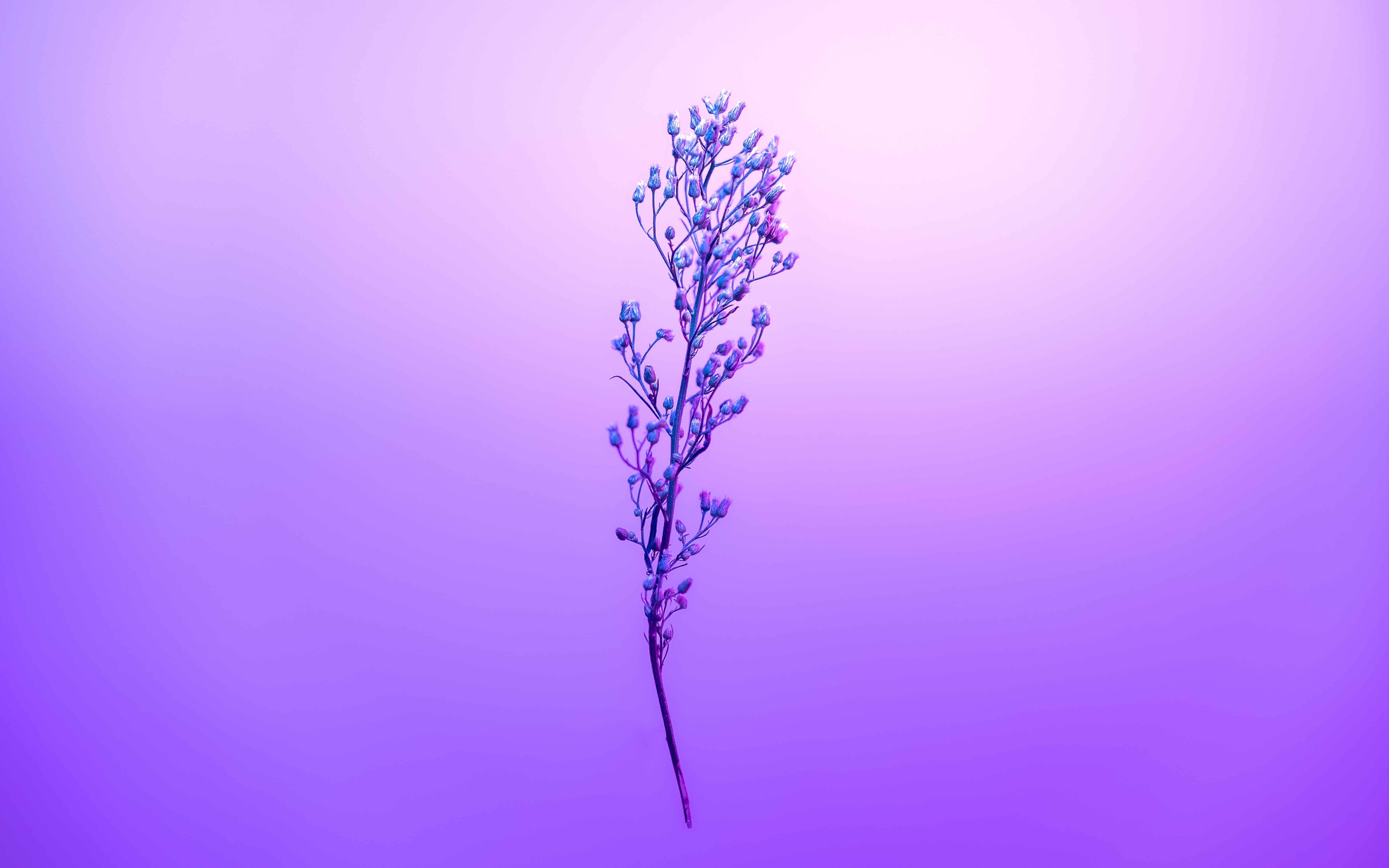 Purple Petal Sky With Stem Wallpaper HD Flowers Wallpapers 4k 