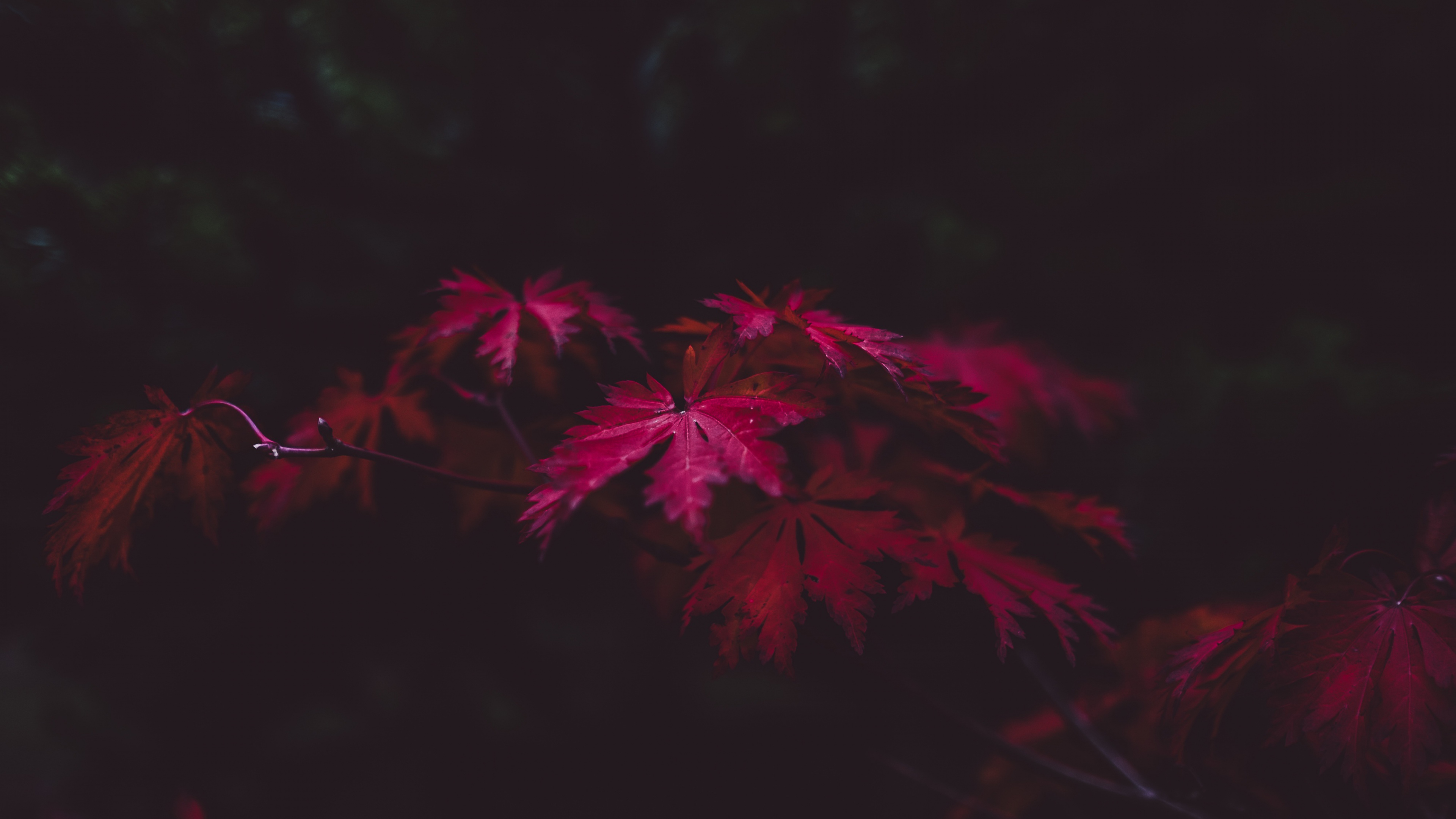 Red Leaves 4k, HD Nature, 4k Wallpapers, Images, Backgrounds, Photos and  Pictures