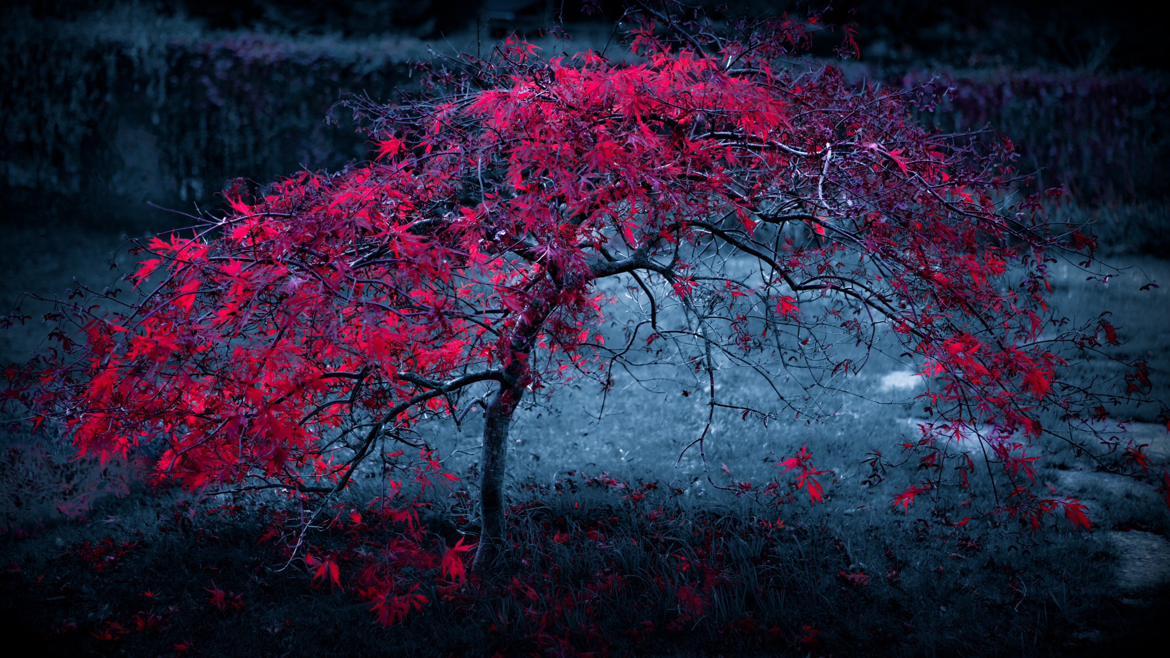 Cây lá đỏ rực là một trong những điểm nhấn nổi bật nhất của mùa thu. Hình ảnh của chúng sẽ càng làm cho bạn say mê hơn khi bạn tìm hiểu về những loài cây này và cách chúng thay đổi qua mùa.