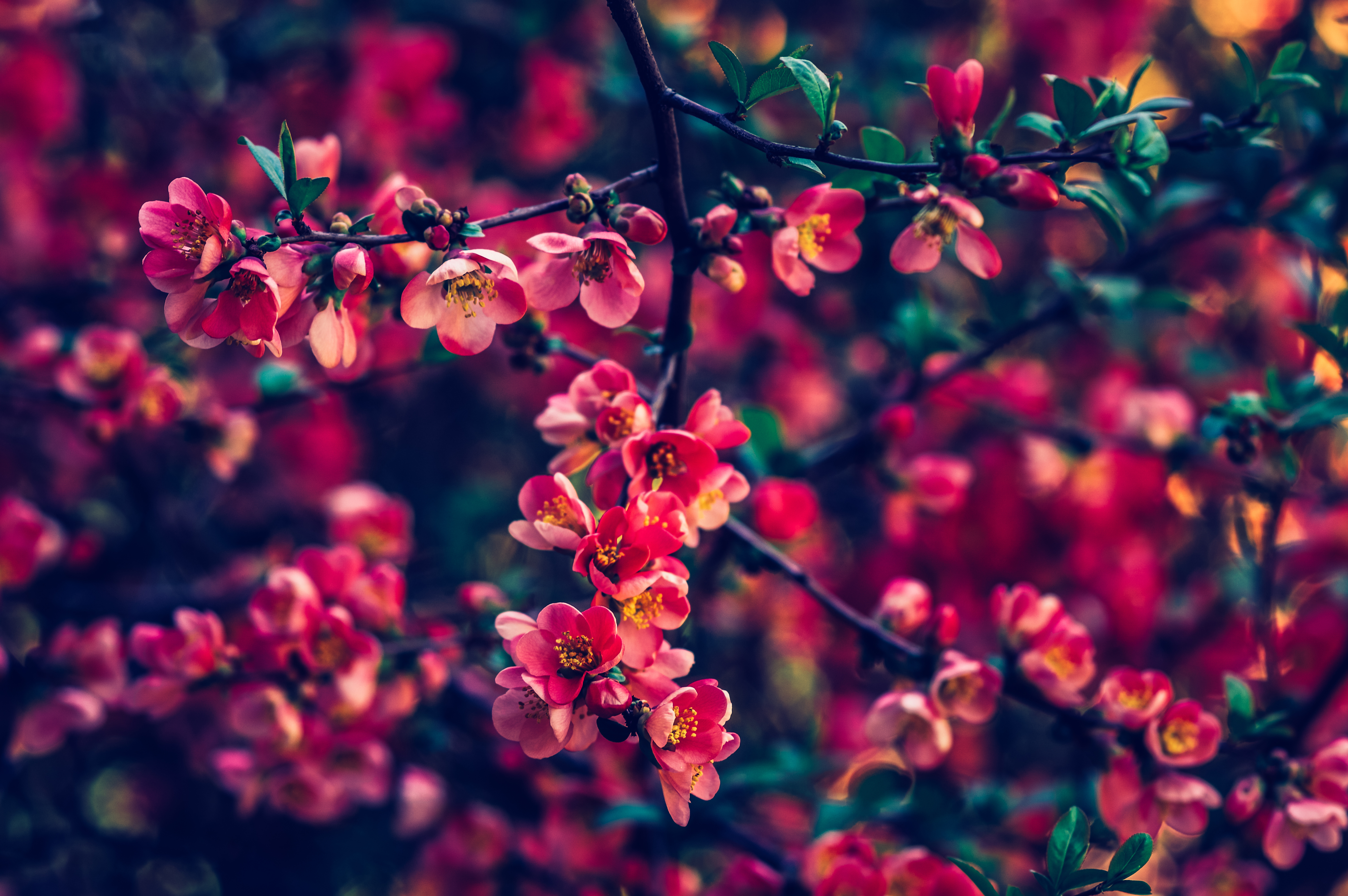 Red Pearls Flowers 4k, HD Flowers, 4k Wallpapers, Images ...