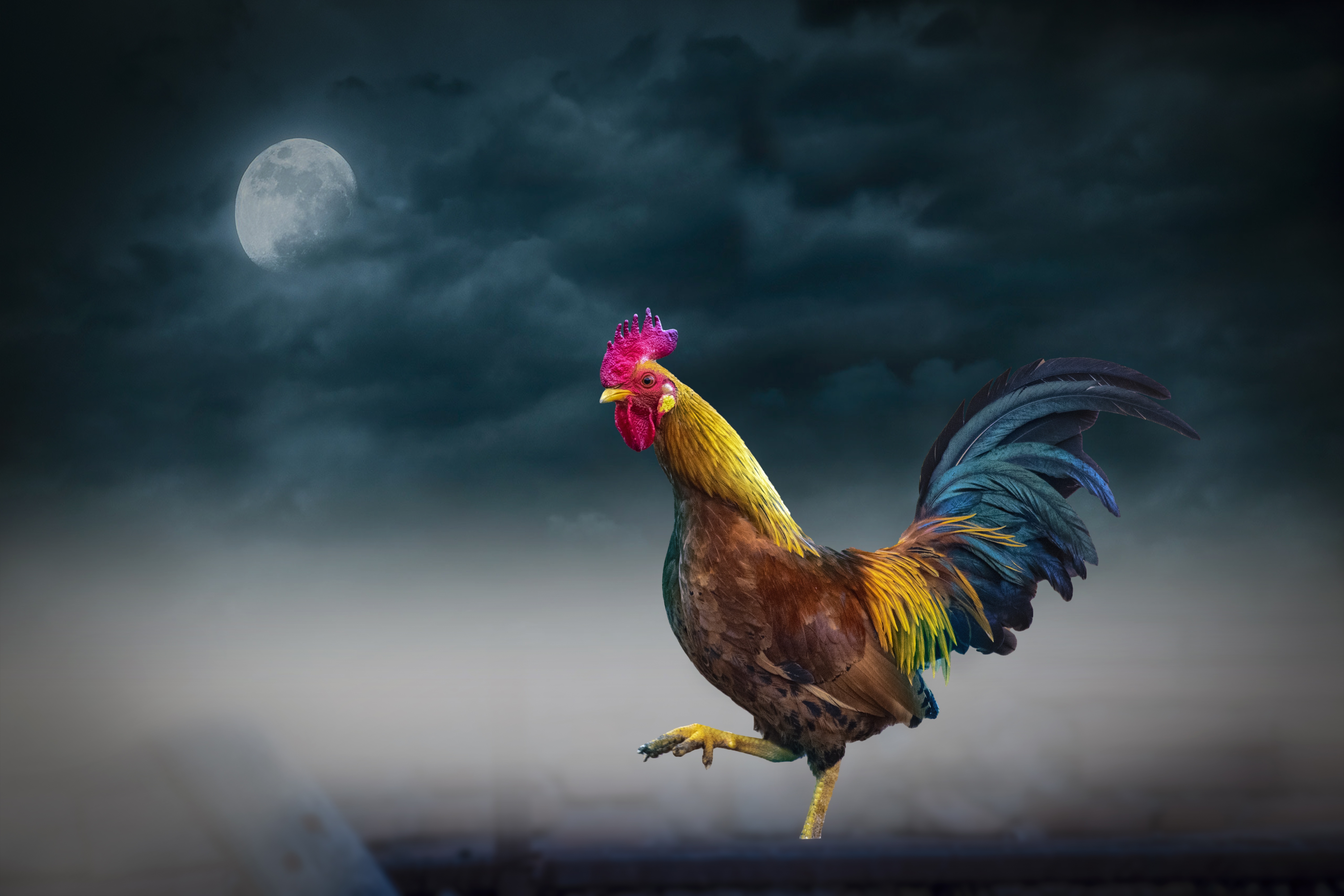 Rooster With Cloudy Full Moon