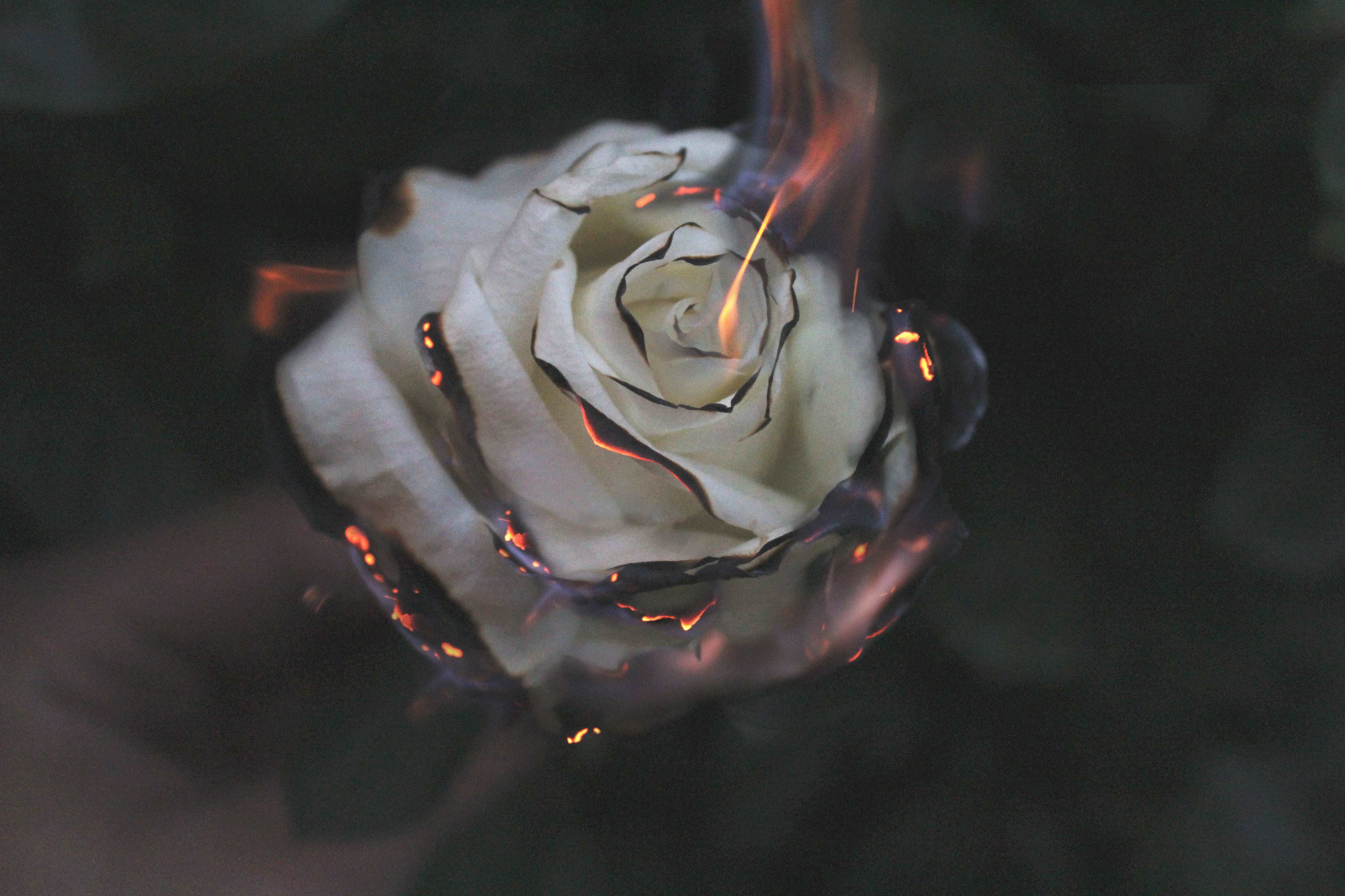 Rose On Fire Wallpapers - Wallpaper Cave