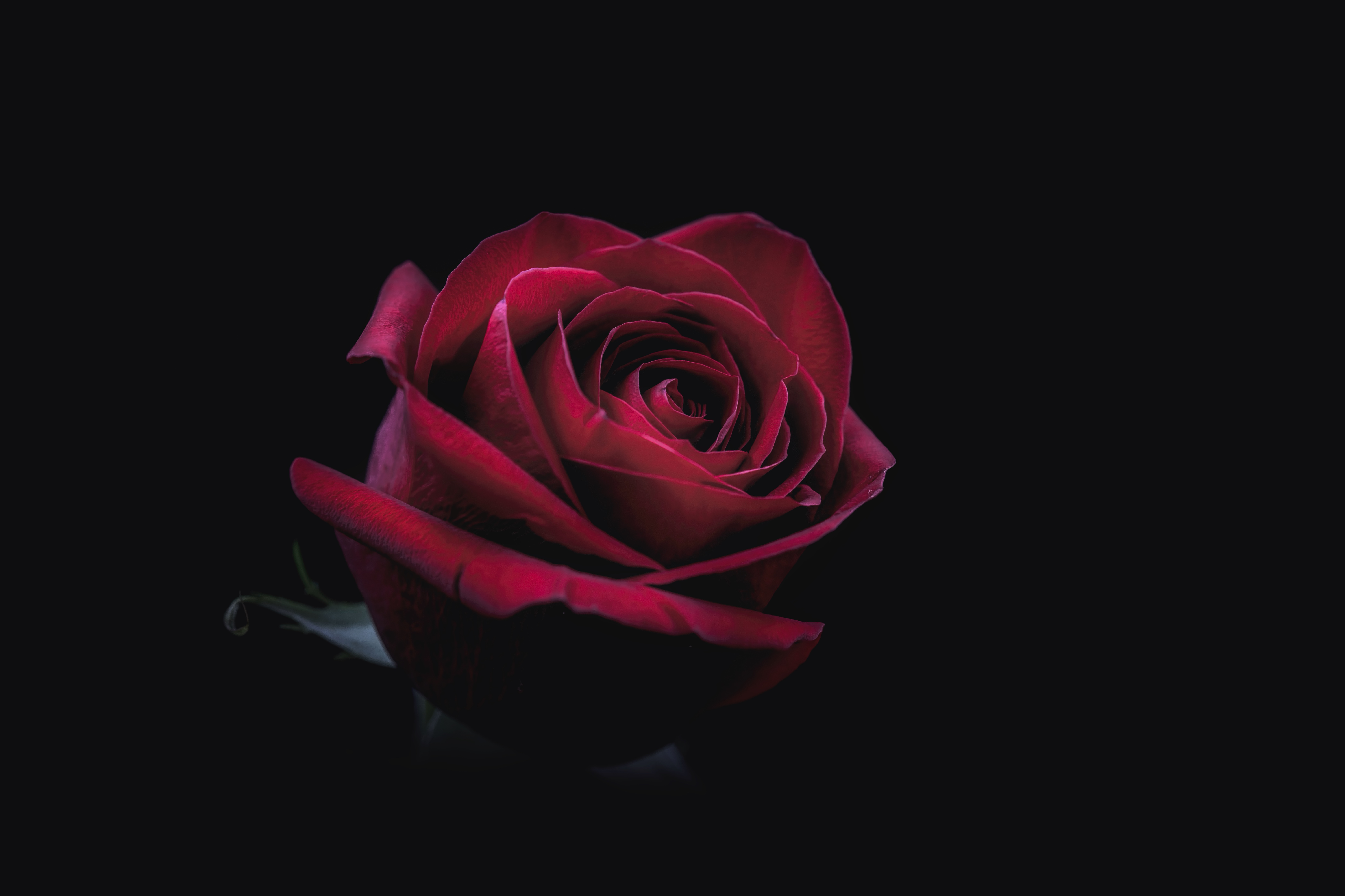 7680x4320 Rose Oled 8k 8k HD 4k Wallpapers, Images, Backgrounds, Photos and  Pictures