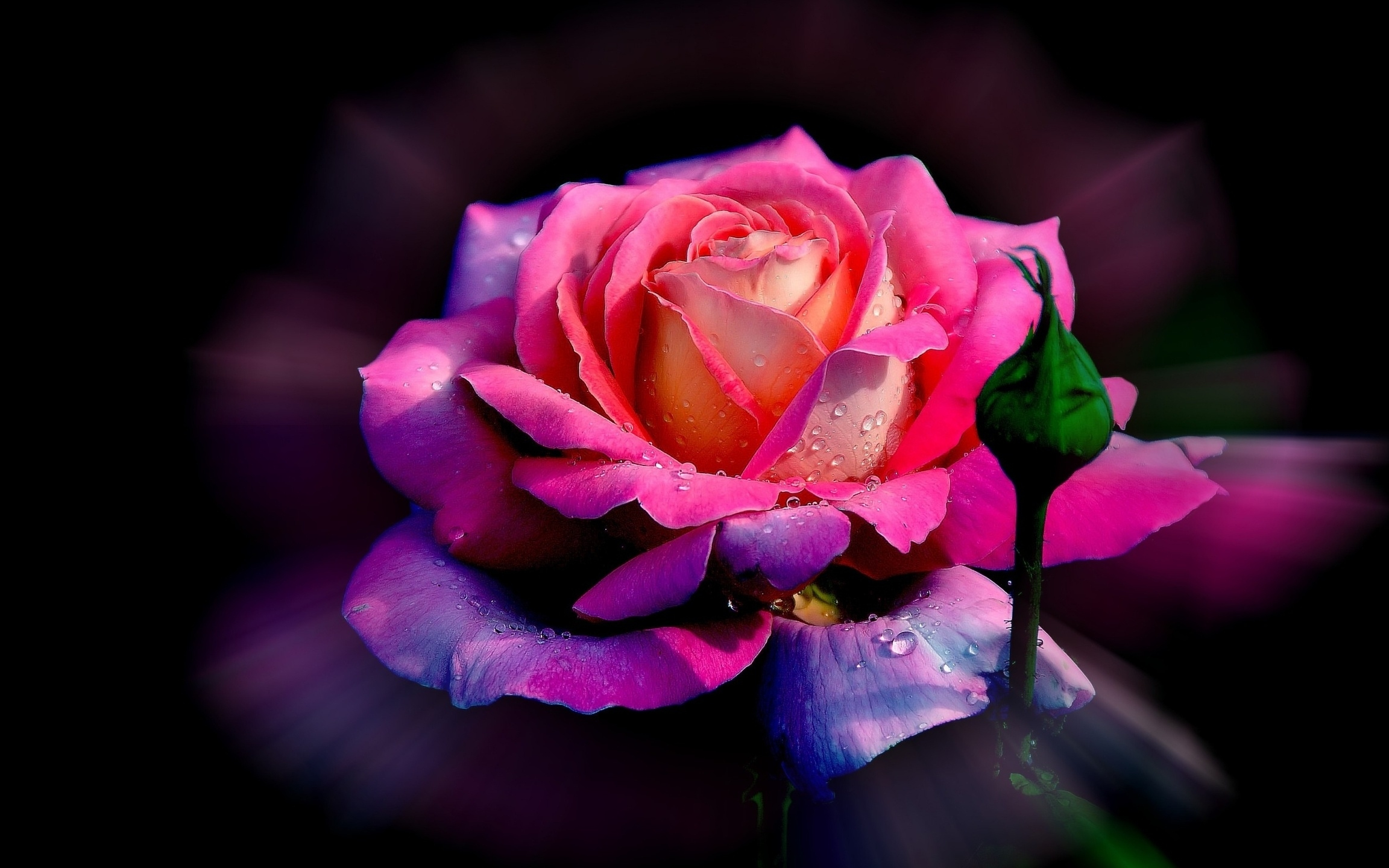 Rose, HD Flowers, 4k Wallpapers, Images, Backgrounds, Photos and Pictures