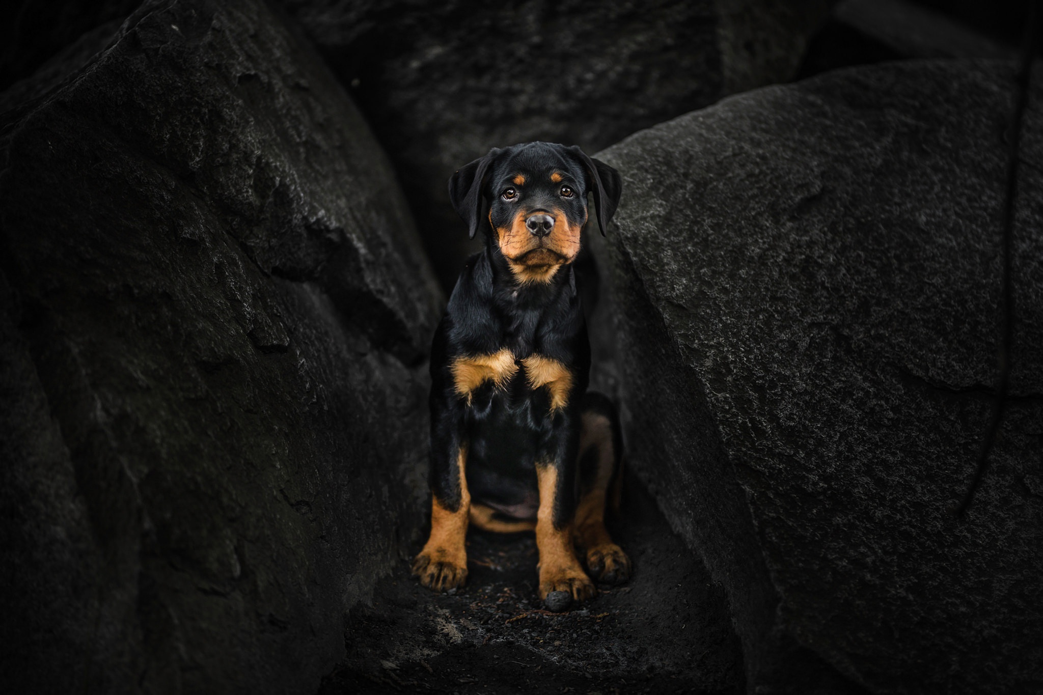 960x540 Rottweiler Puppy 960x540 Resolution HD 4k Wallpapers, Images