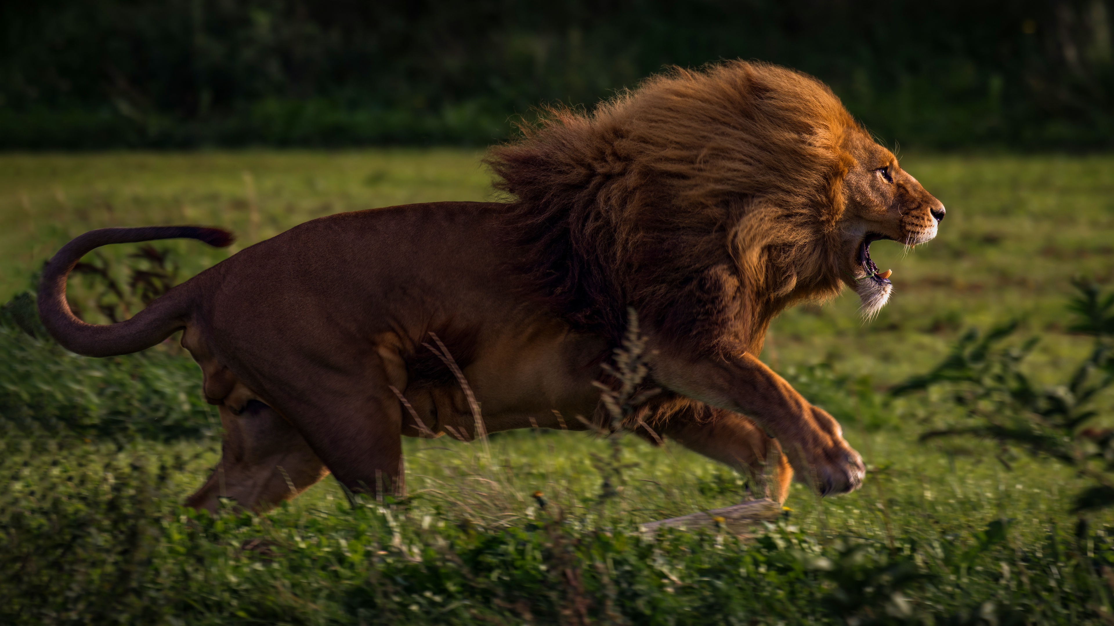 Бегущий лев фото