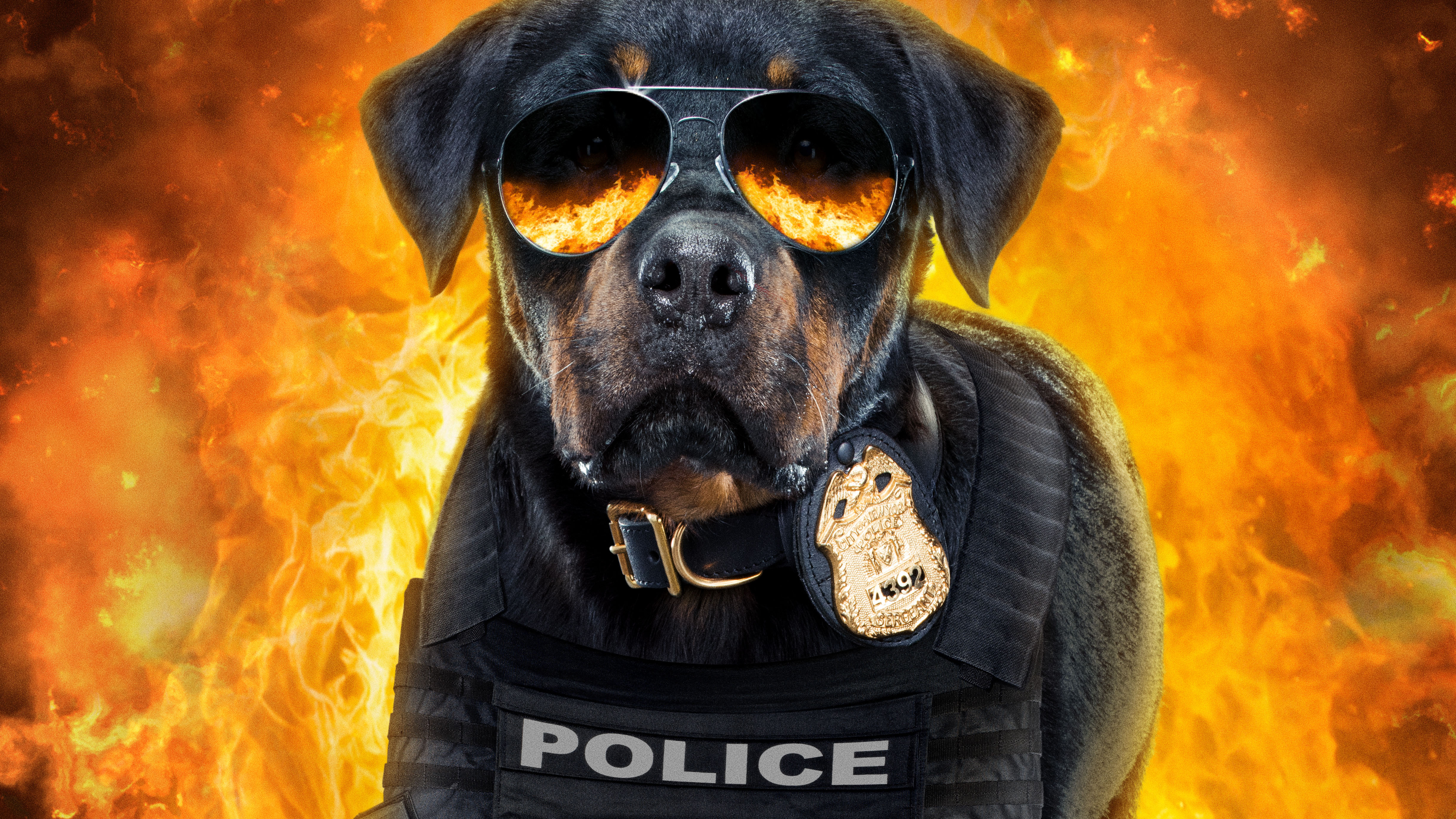 Show Dogs 5k Poster, HD Movies, 4k Wallpapers, Images, Backgrounds, Photos  and Pictures