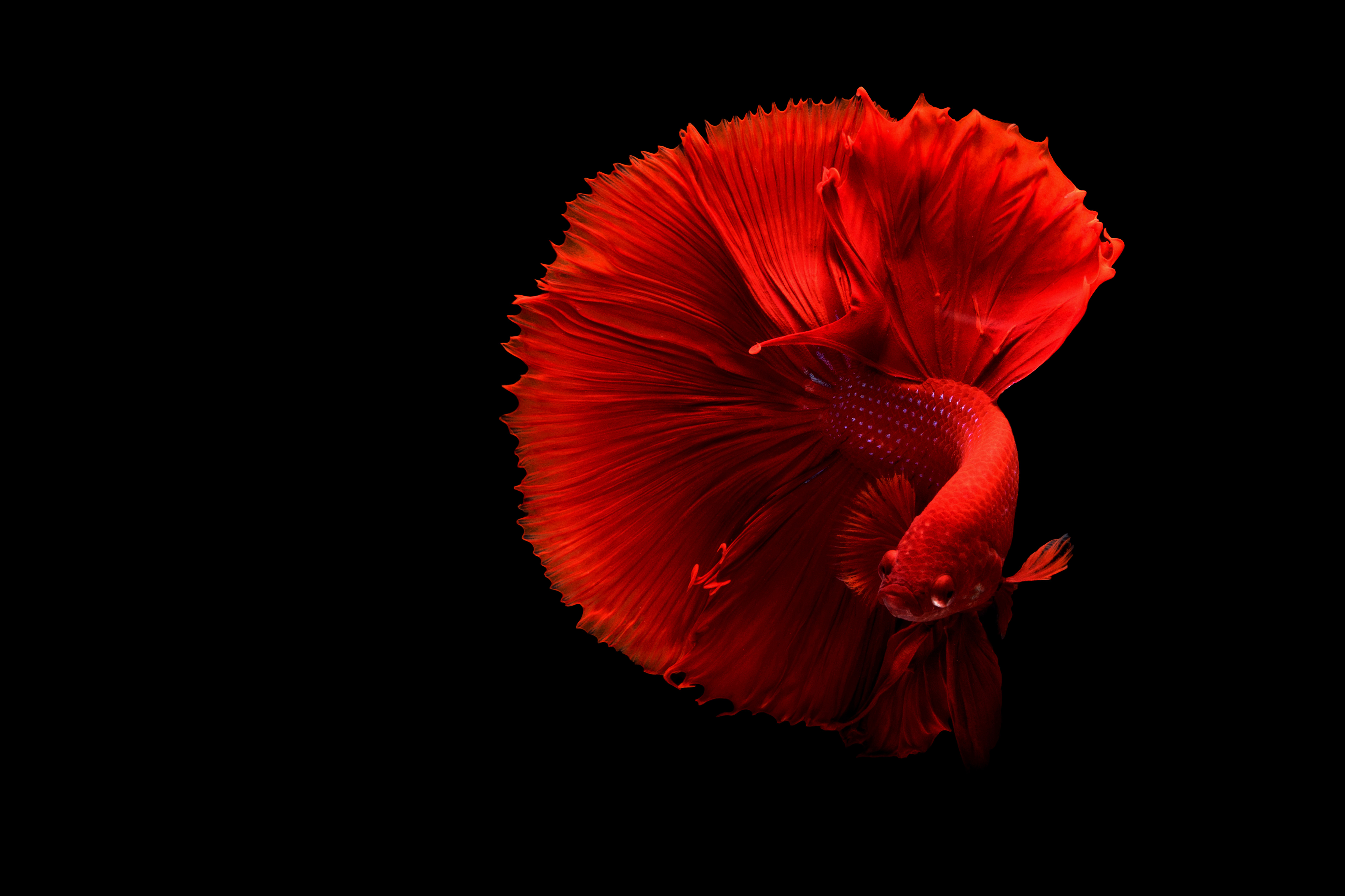 Siamese Fighting Fish 4k, HD Animals, 4k Wallpapers, Images, Backgrounds,  Photos and Pictures