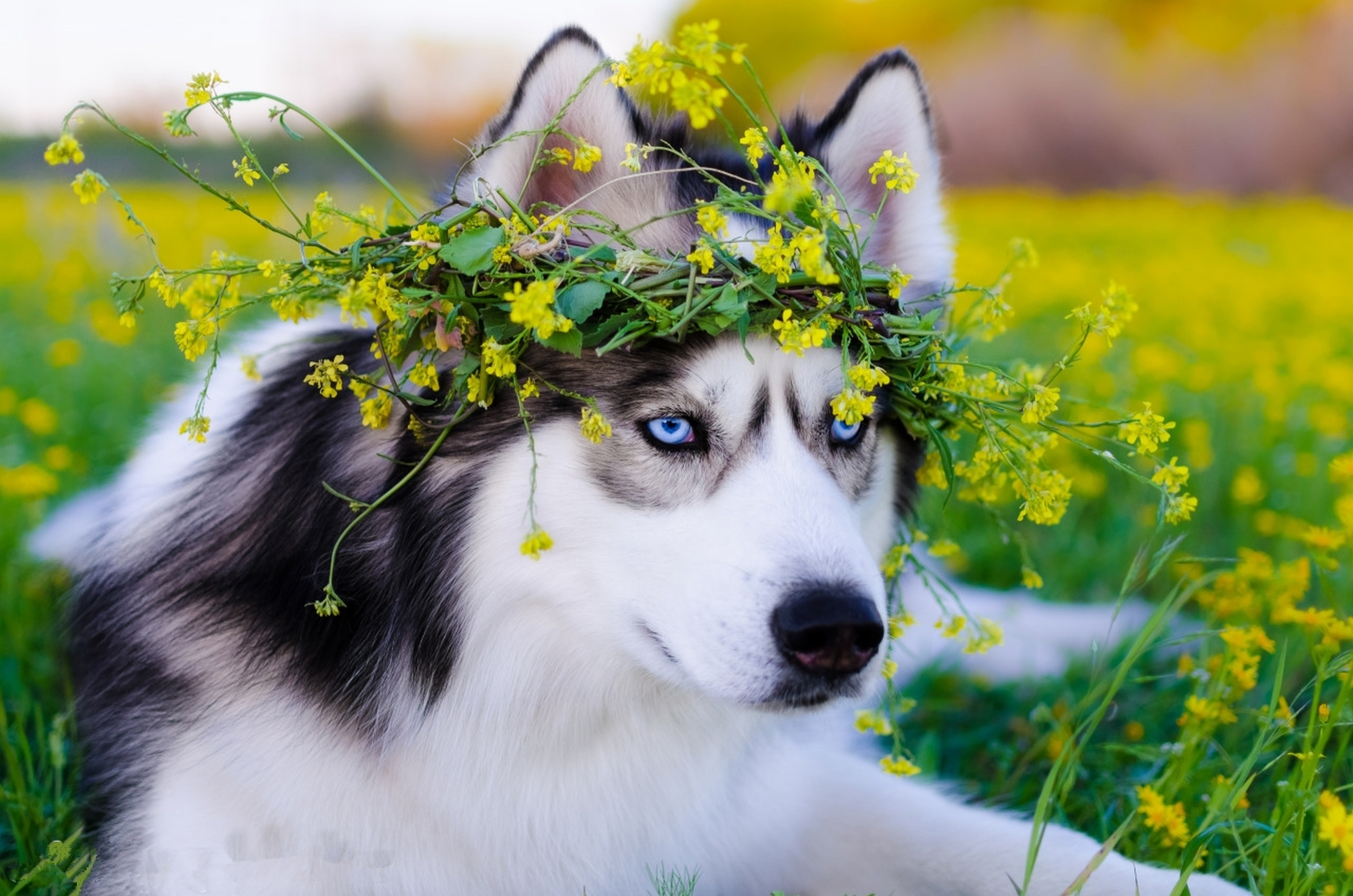 Siberian Husky Dog, HD Animals, 4k Wallpapers, Images, Backgrounds, Photos  and Pictures