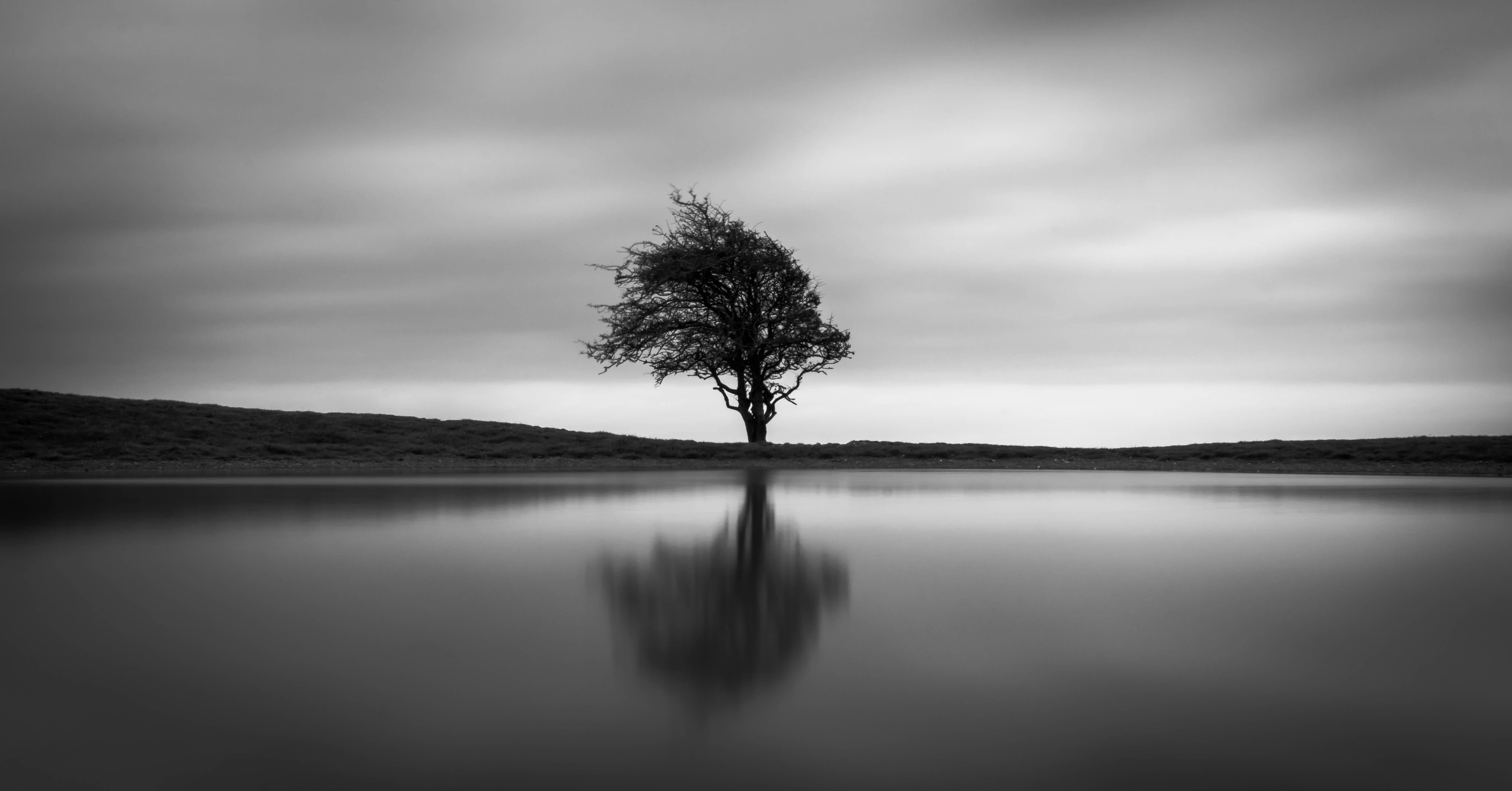 Solo Tree, HD Nature, 4k Wallpapers, Images, Backgrounds, Photos and  Pictures