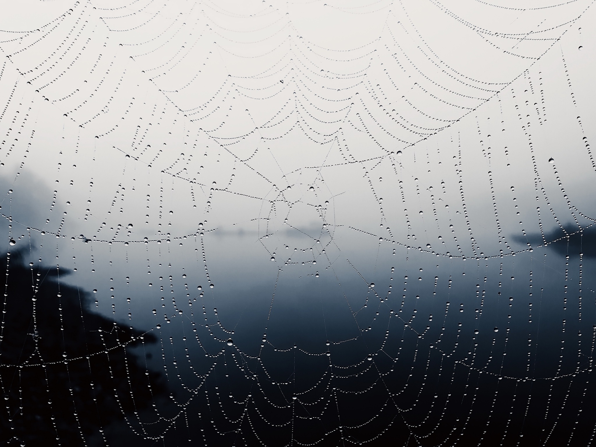 Black Spider Web Wall Mural - Murals Your Way
