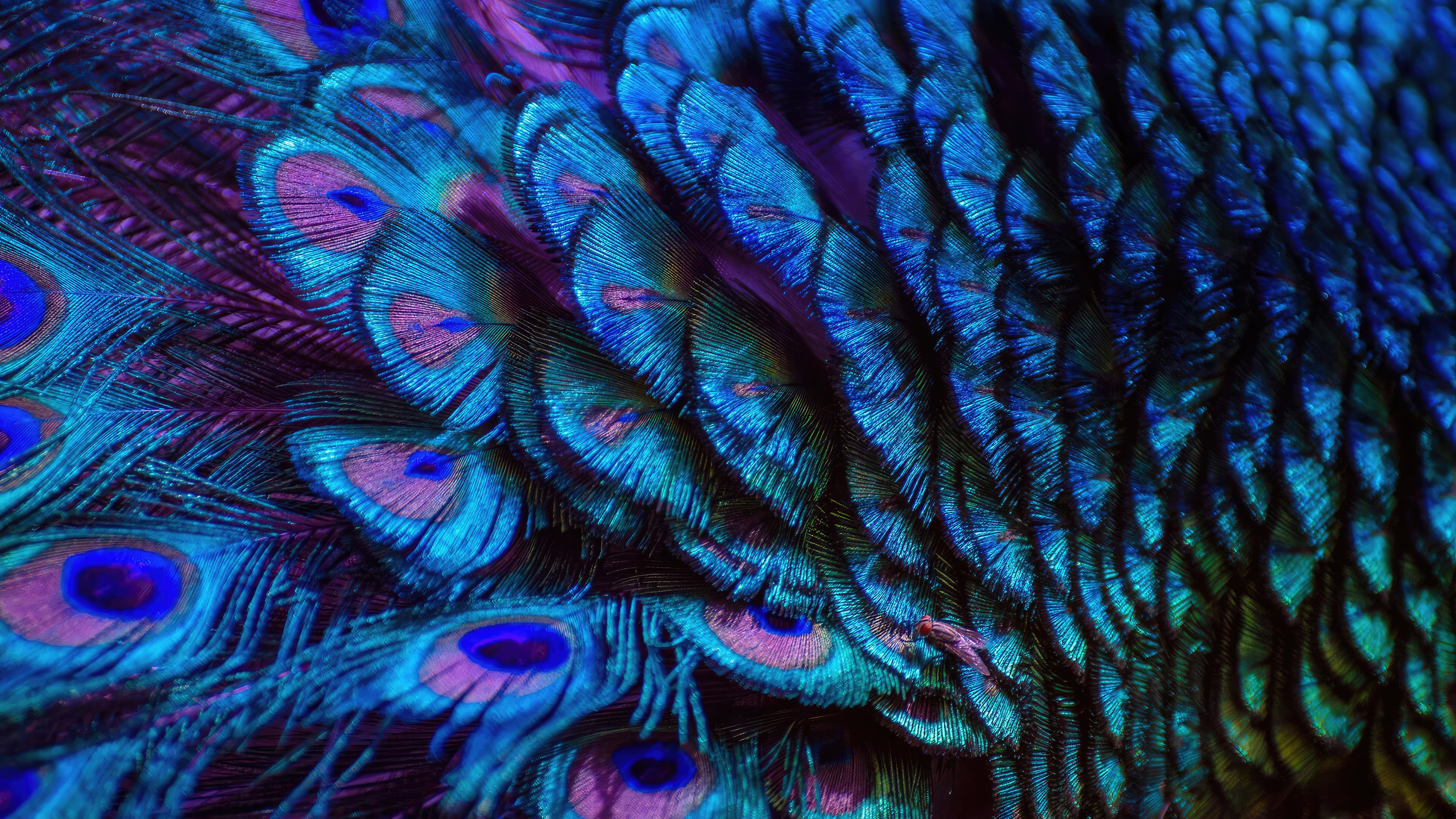 Closeup View Of Colorful Peacock Feather Macro Photography HD Photography  Wallpapers | HD Wallpapers | ID #106913