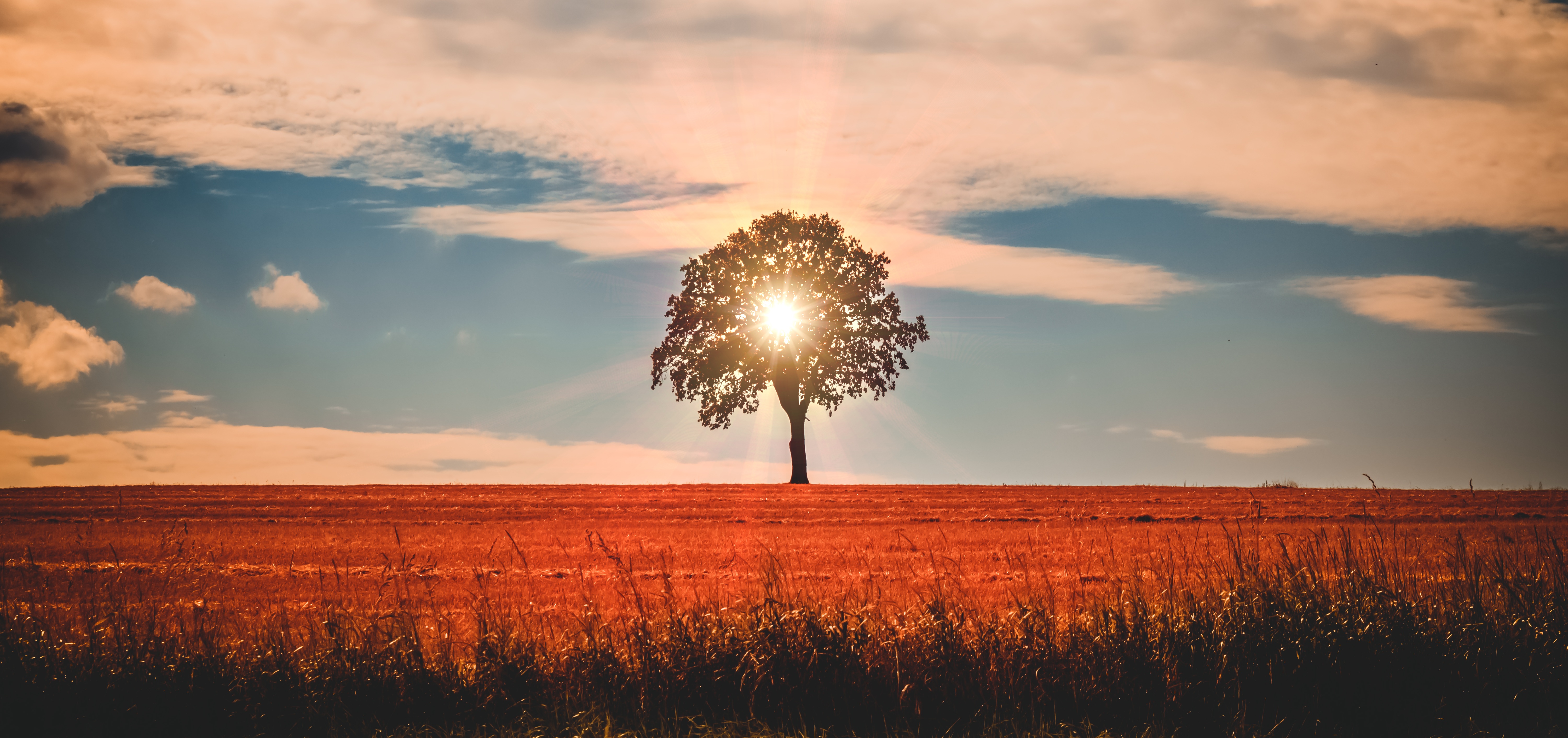 Sun Rays Behind Tree Nature 5k, HD Nature, 4k Wallpapers, Images