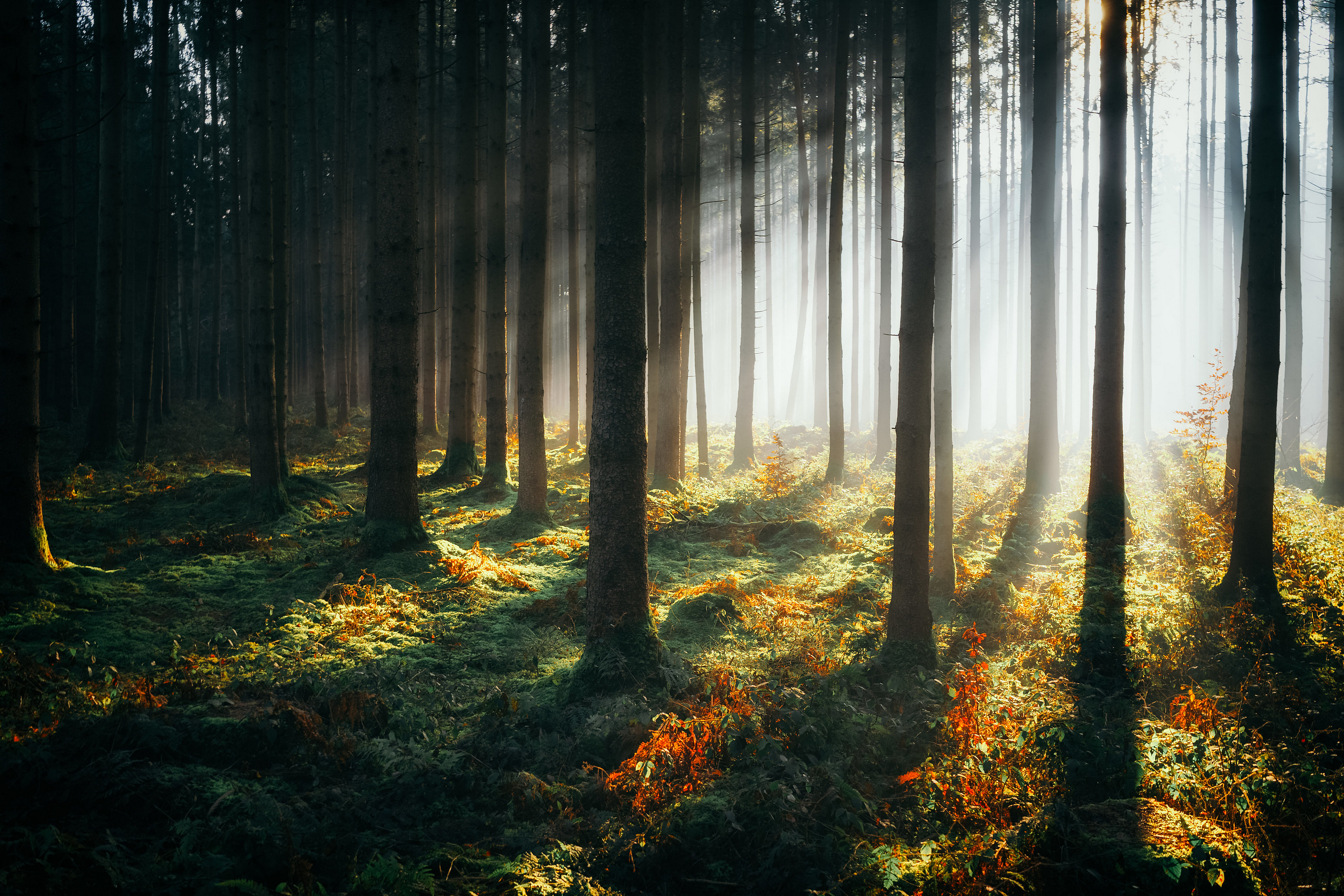 Sunbeams Morning Forest 4k, HD Nature, 4k Wallpapers, Images, Backgrounds,  Photos and Pictures