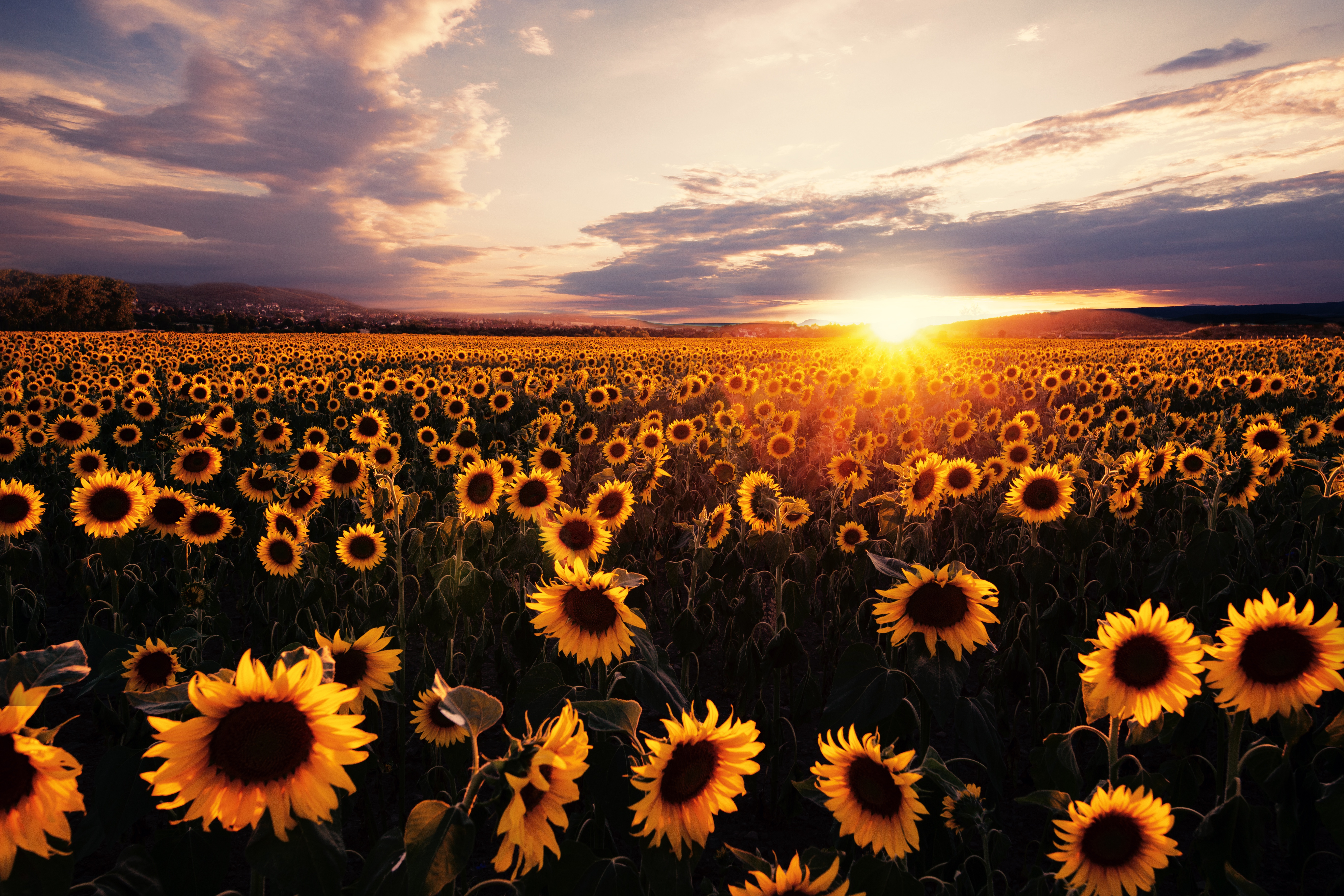 1920x1080 Sunflowers Field Sunrise 5k Laptop Full HD 1080P HD 4k Wallpapers,  Images, Backgrounds, Photos and Pictures