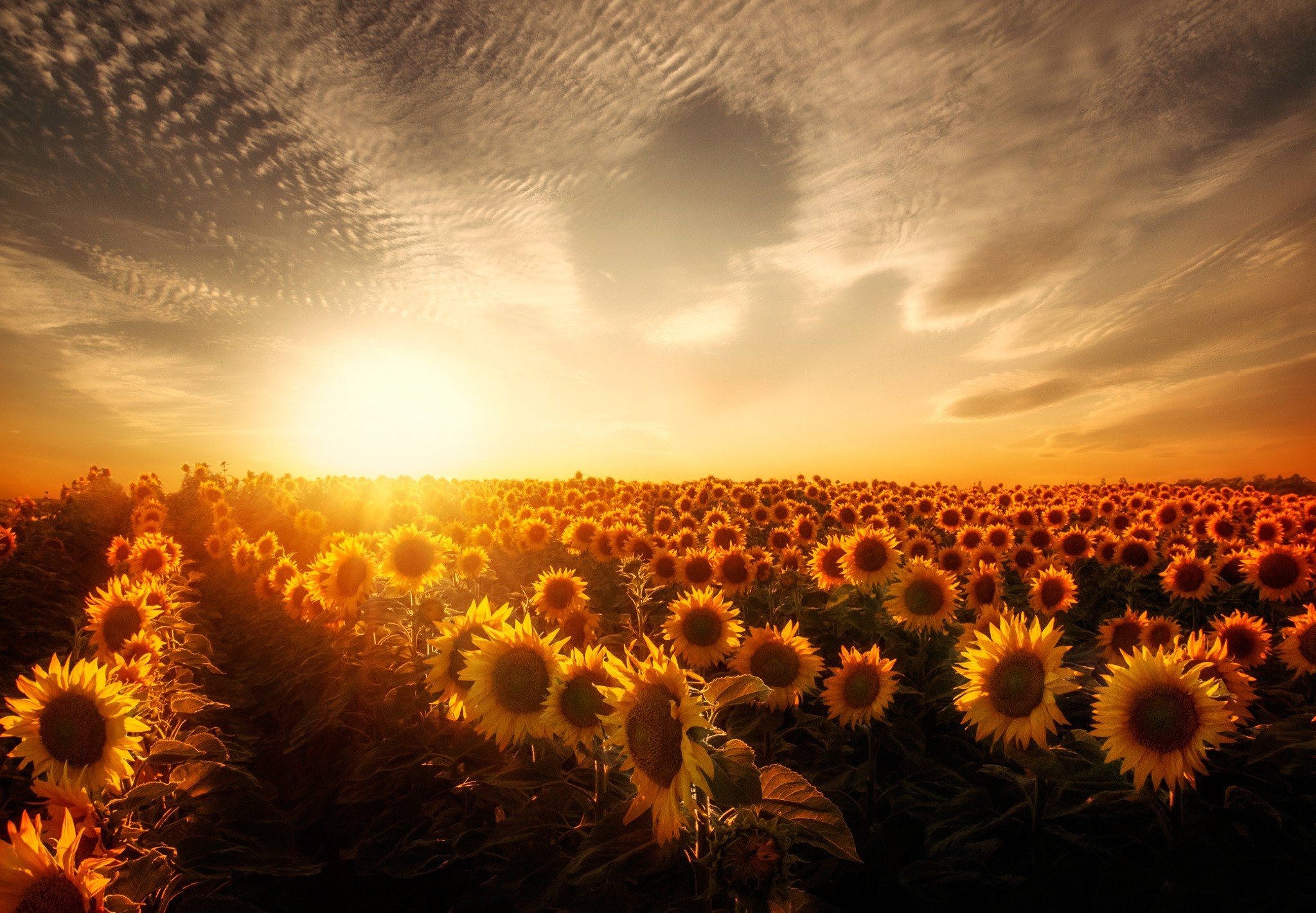Sunflowers Sunset, HD Nature, 4k Wallpapers, Images, Backgrounds, Photos  and Pictures