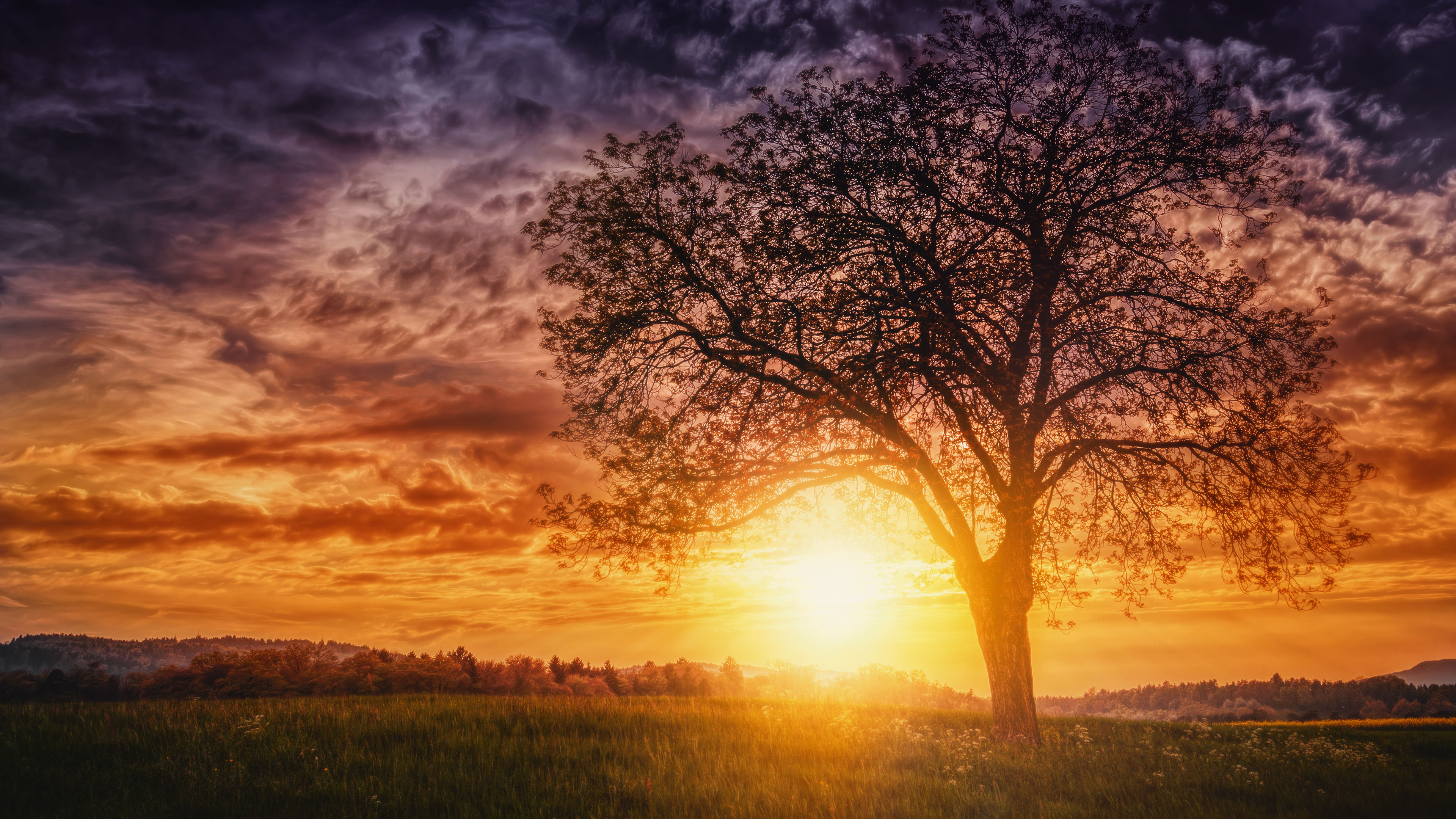 Wallpapers Of Sunsets Behind Trees