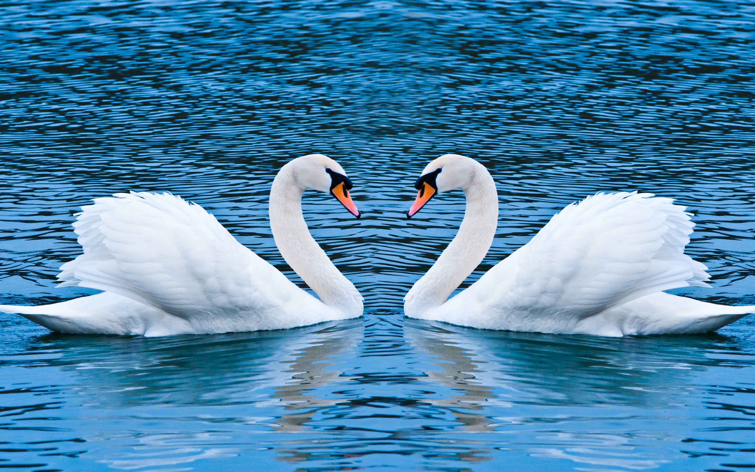Swans In Love