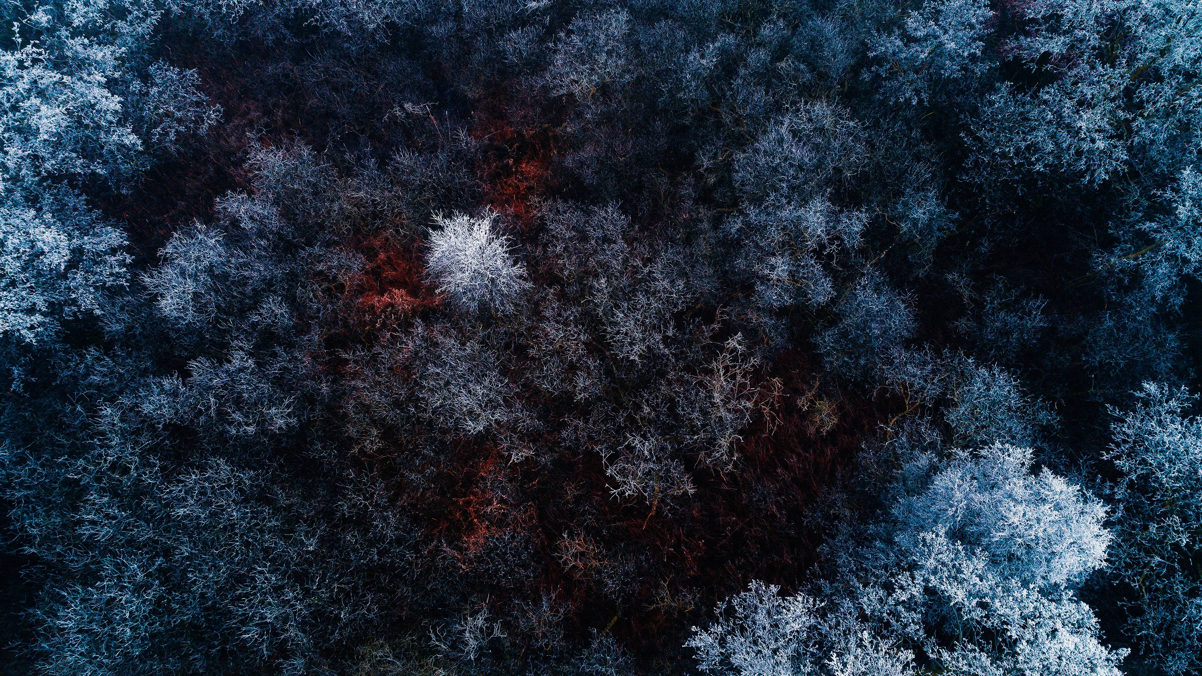 The Red Ice Forest Hd Nature 4k Wallpapers Images Backgrounds Photos And Pictures