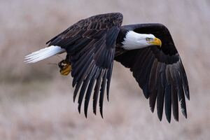 4k Bald Eagle