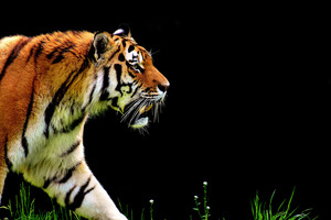 5k Tiger Predator Wallpaper
