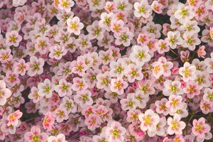 A Close Up Of A Flower 5k Wallpaper