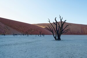 A Dead Tree In The Middle Of A Desert Wallpaper