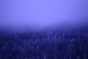A Foggy Forest Blue Trees 5k Wallpaper