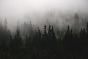 A Forest Filled With Lots Of Trees Covered In Fog (1024x768) Resolution Wallpaper