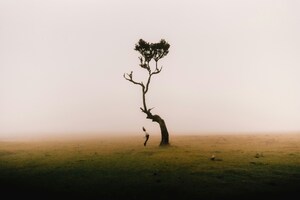 A Lone Tree And Me (1360x768) Resolution Wallpaper