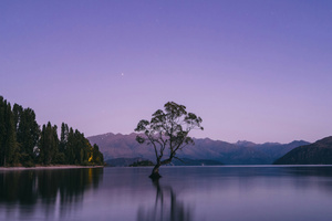 A Lone Tree In The Middle Of A Lake (1600x900) Resolution Wallpaper