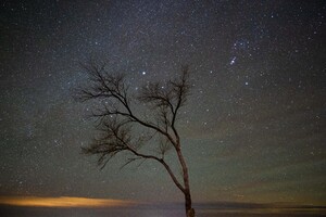 A Lone Tree Under A Night Sky With Stars Wallpaper