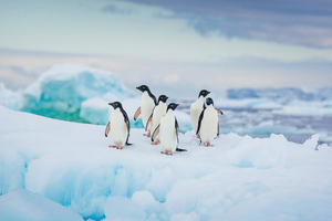 Adelie Penguin Antarctica (2560x1080) Resolution Wallpaper