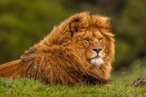 Adult Lion