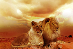 African Lion And Lioness
