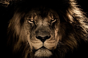 African Lion Face Closeup 5k (2560x1440) Resolution Wallpaper